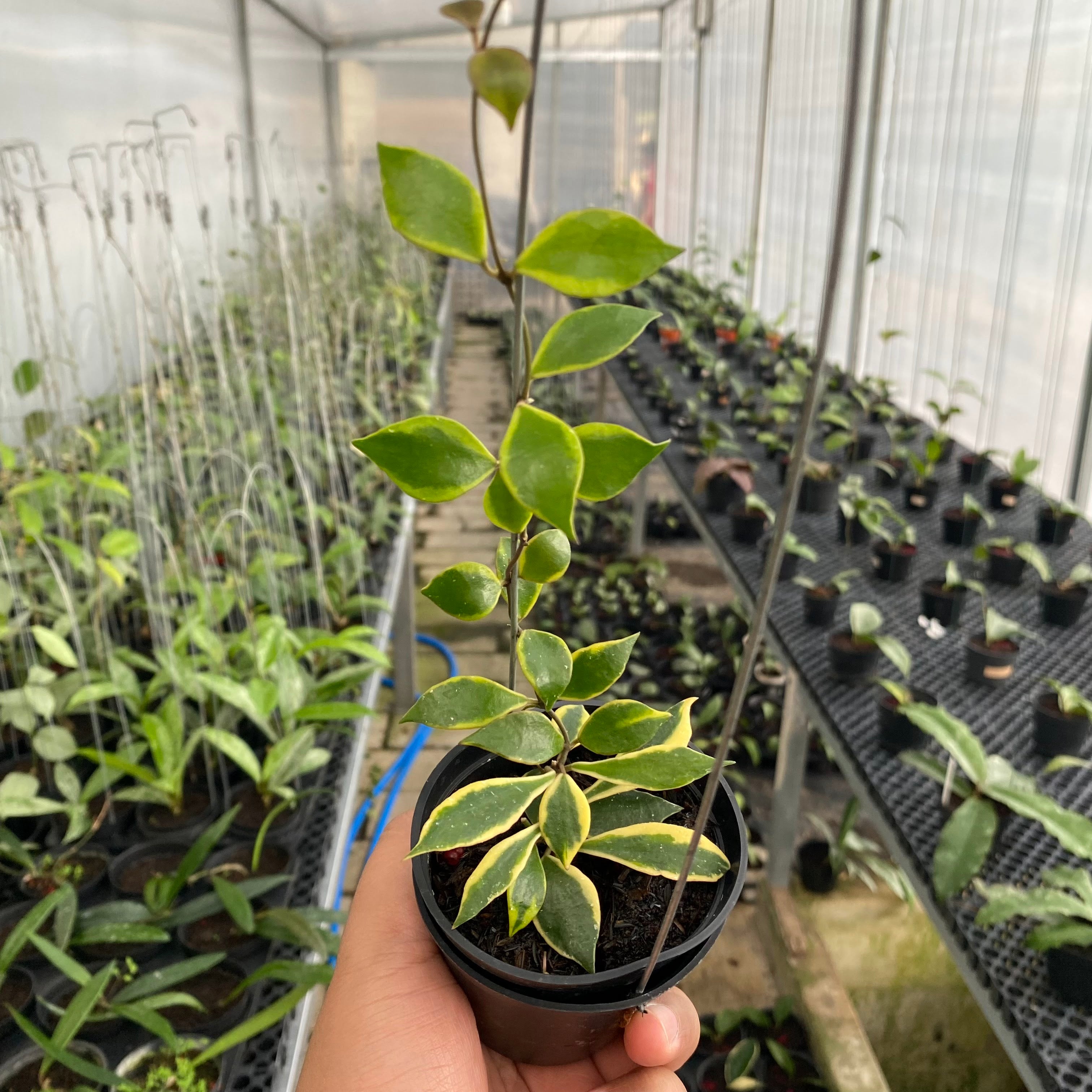 RP49-6 Hoya Bakaoensis Albomarginata