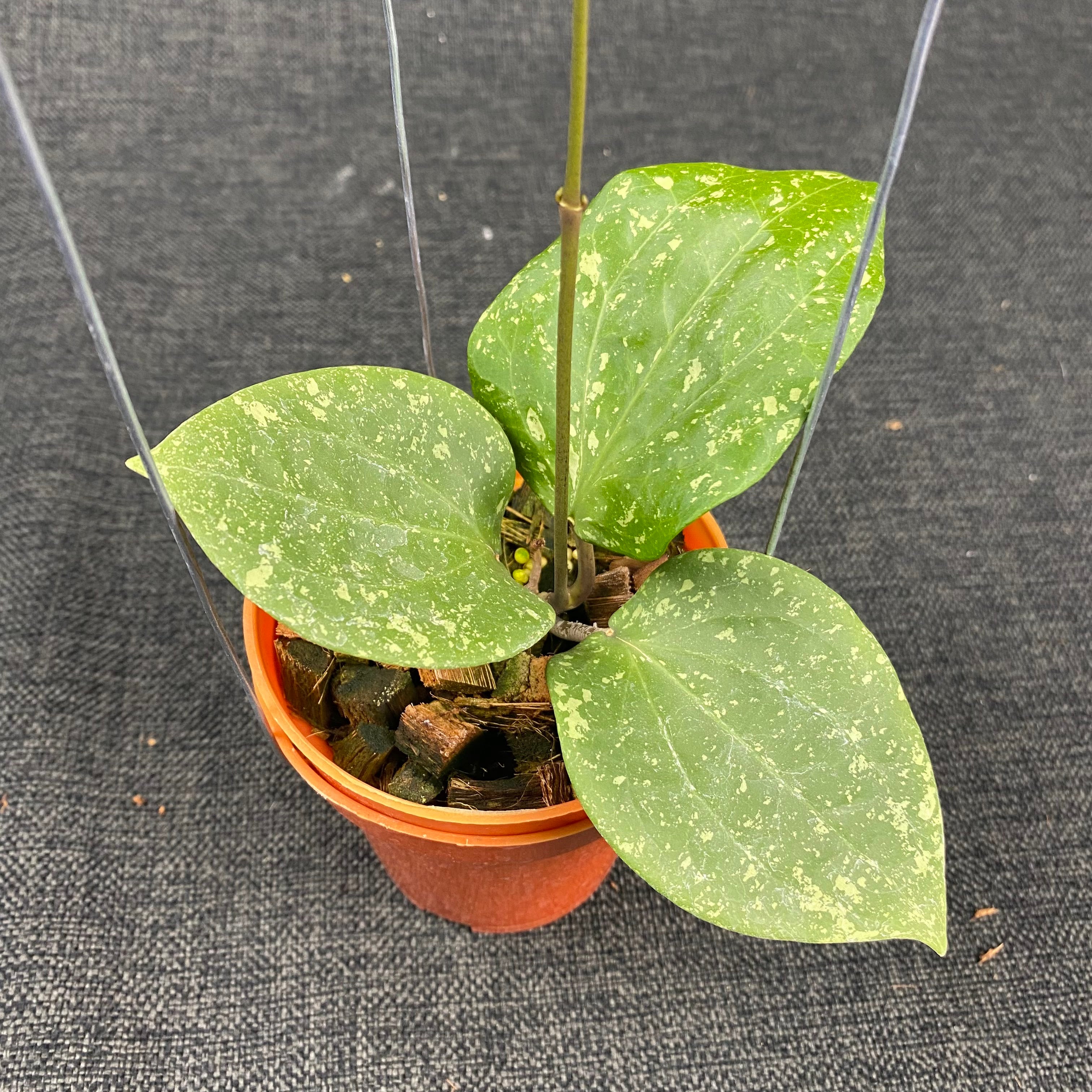 Hoya Balaensis Splash