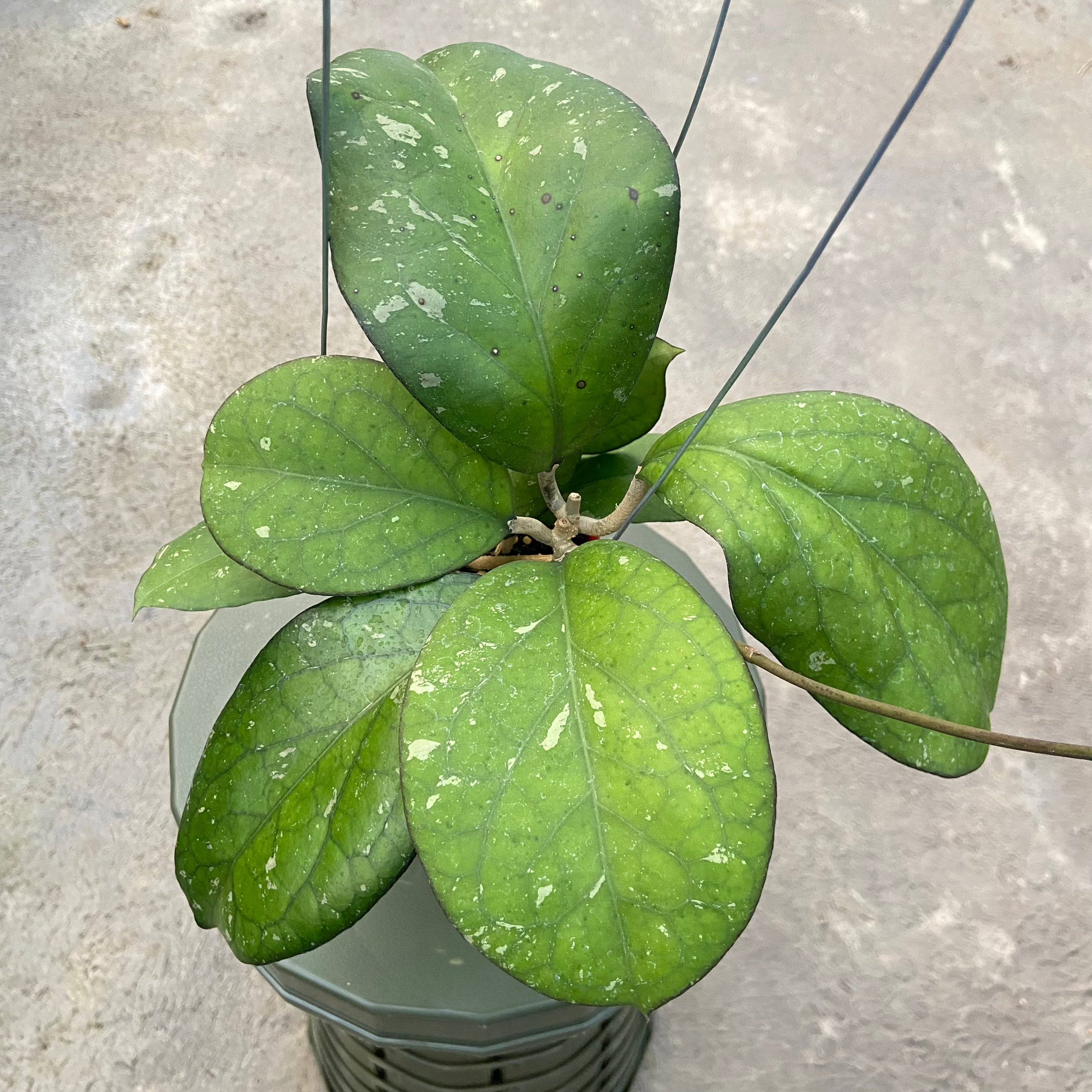 RP72-6 Hoya CV Elephant