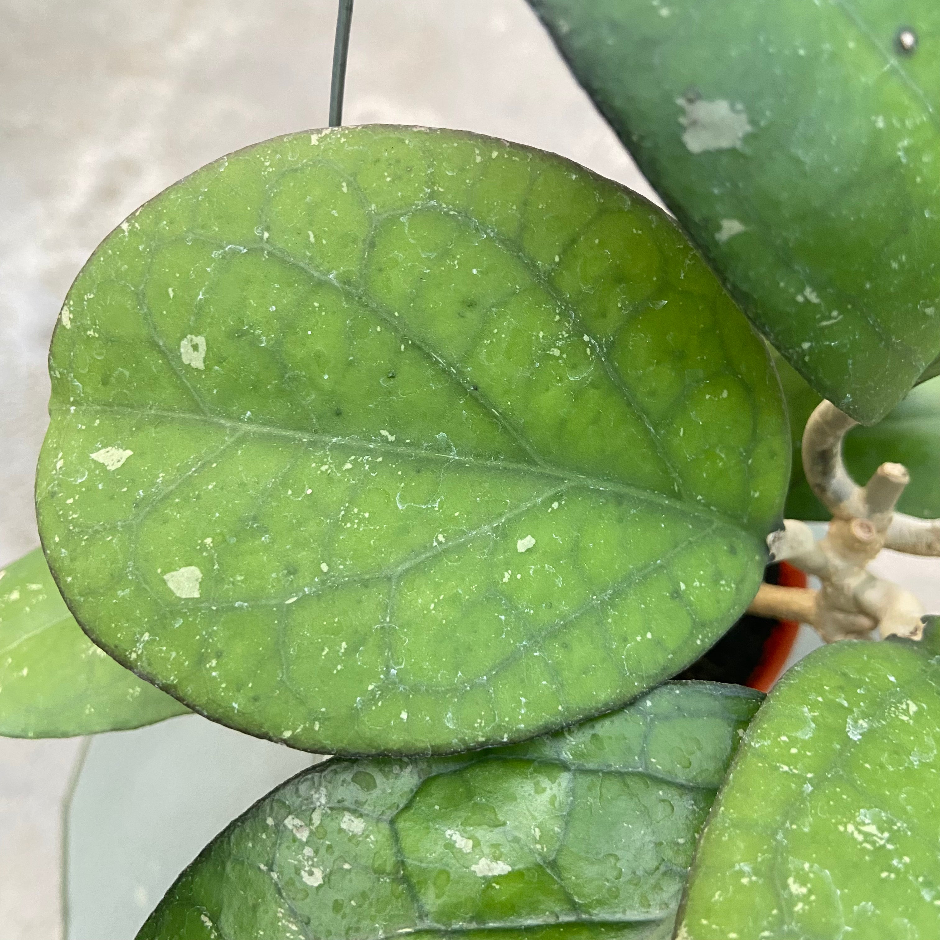 RP72-6 Hoya CV Elephant
