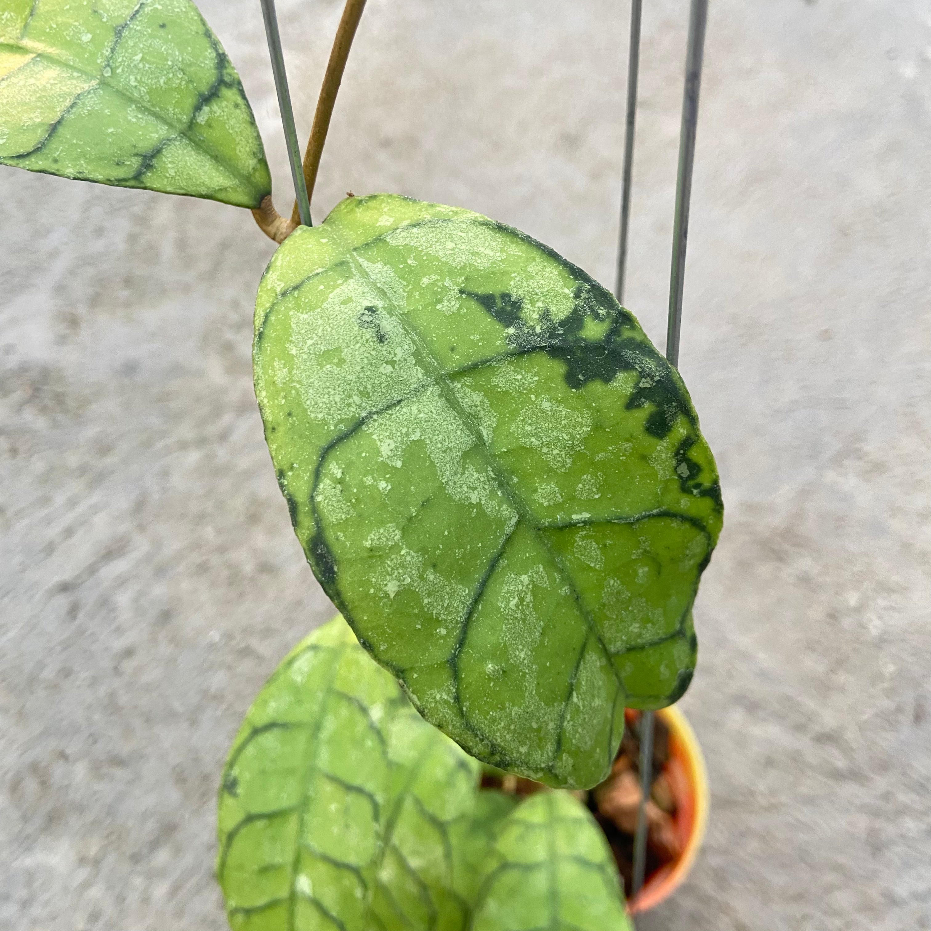 RP64-6 Hoya Callistophylla King Curly Splash