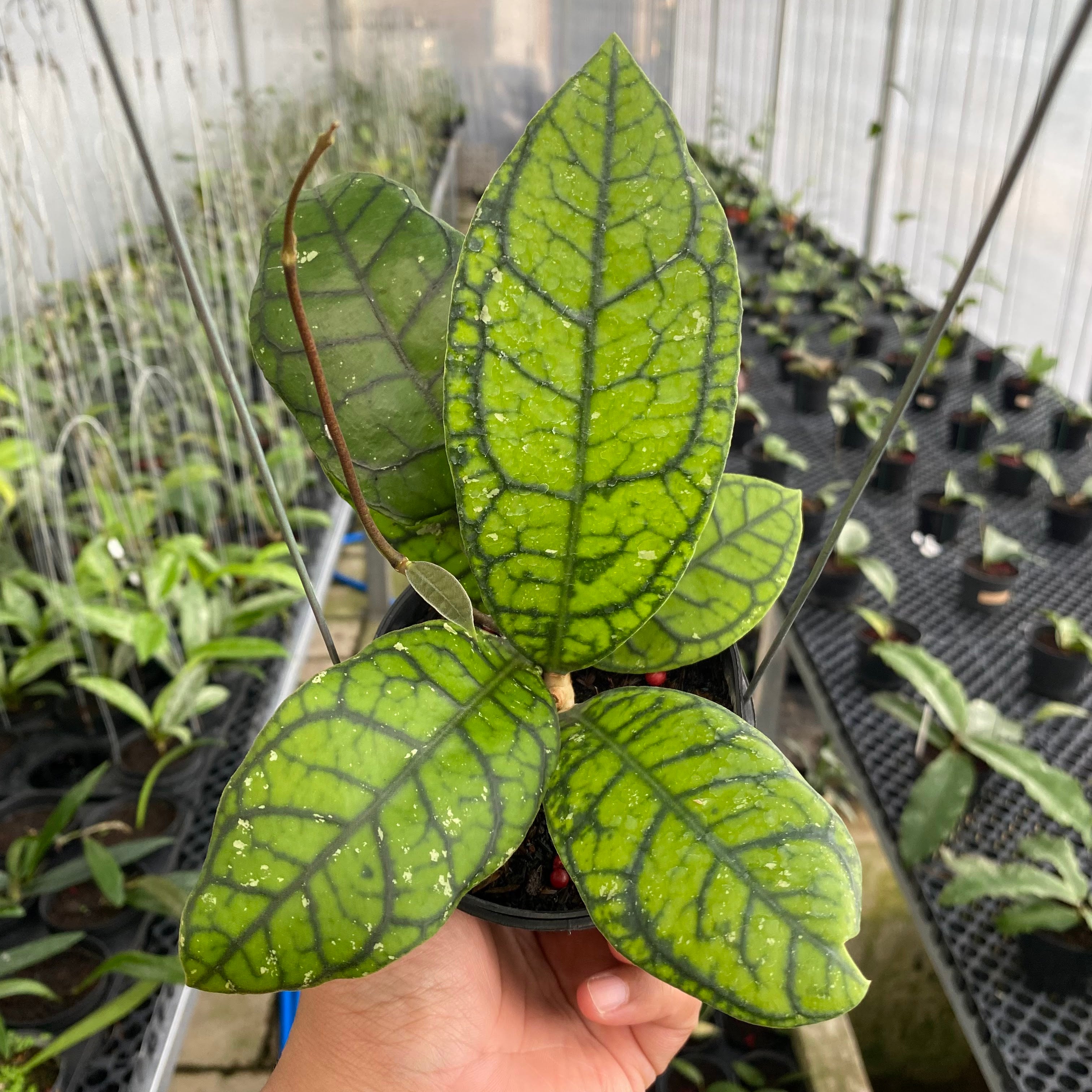 RP51-6 Hoya Callistophylla Venna