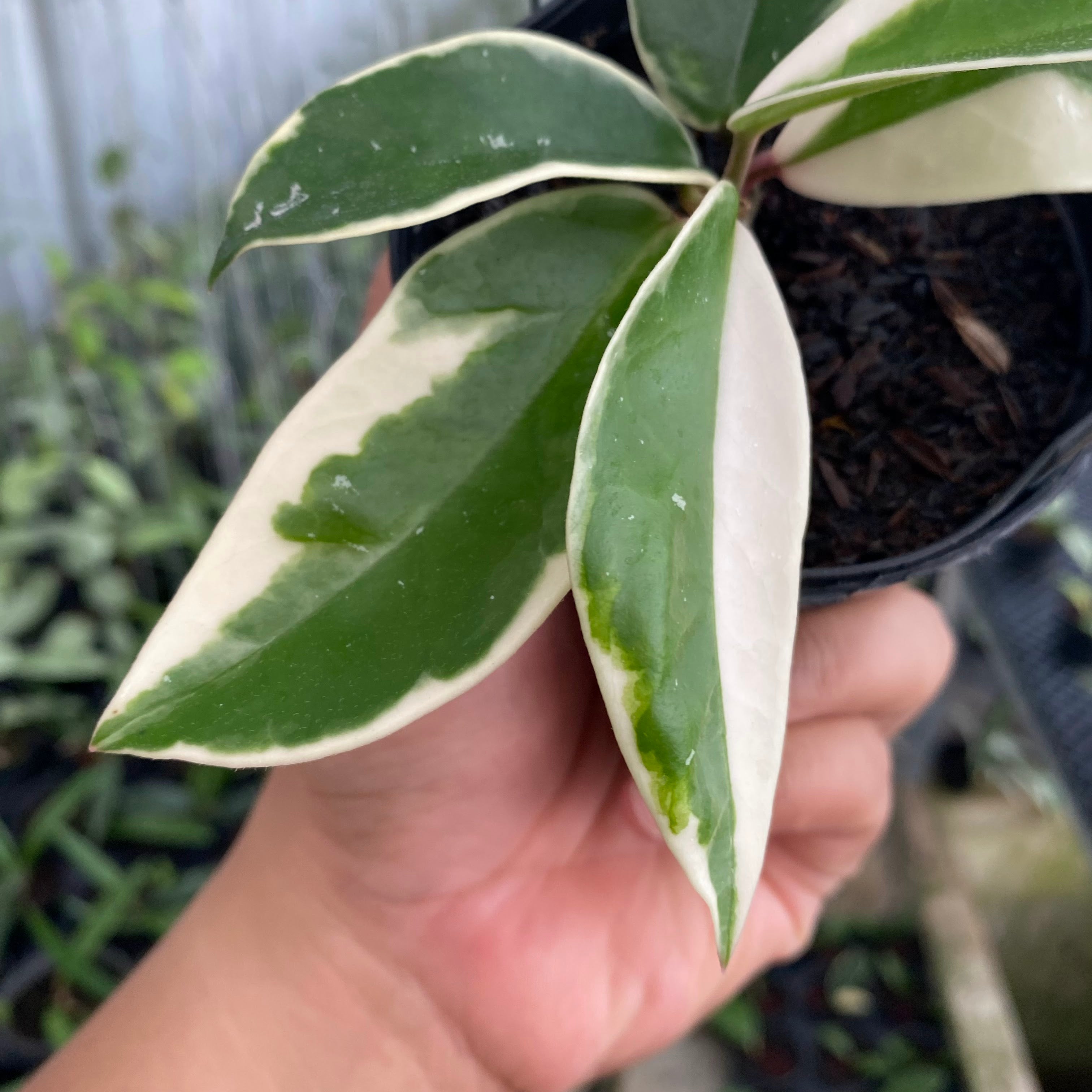RP53-6 Hoya Carnosa Flamingo Dreams