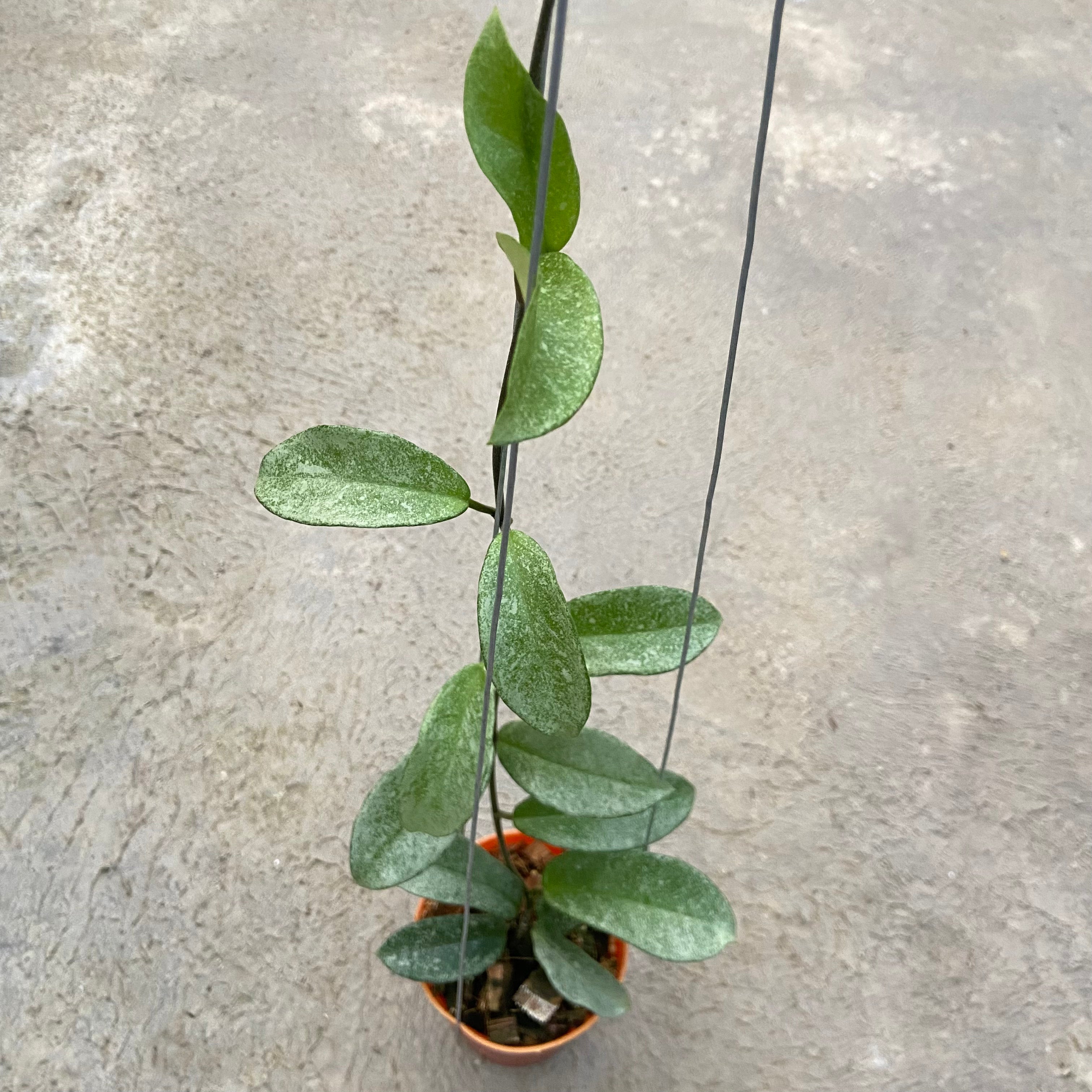 RP65-6 Hoya Carnosa Nova Ghost