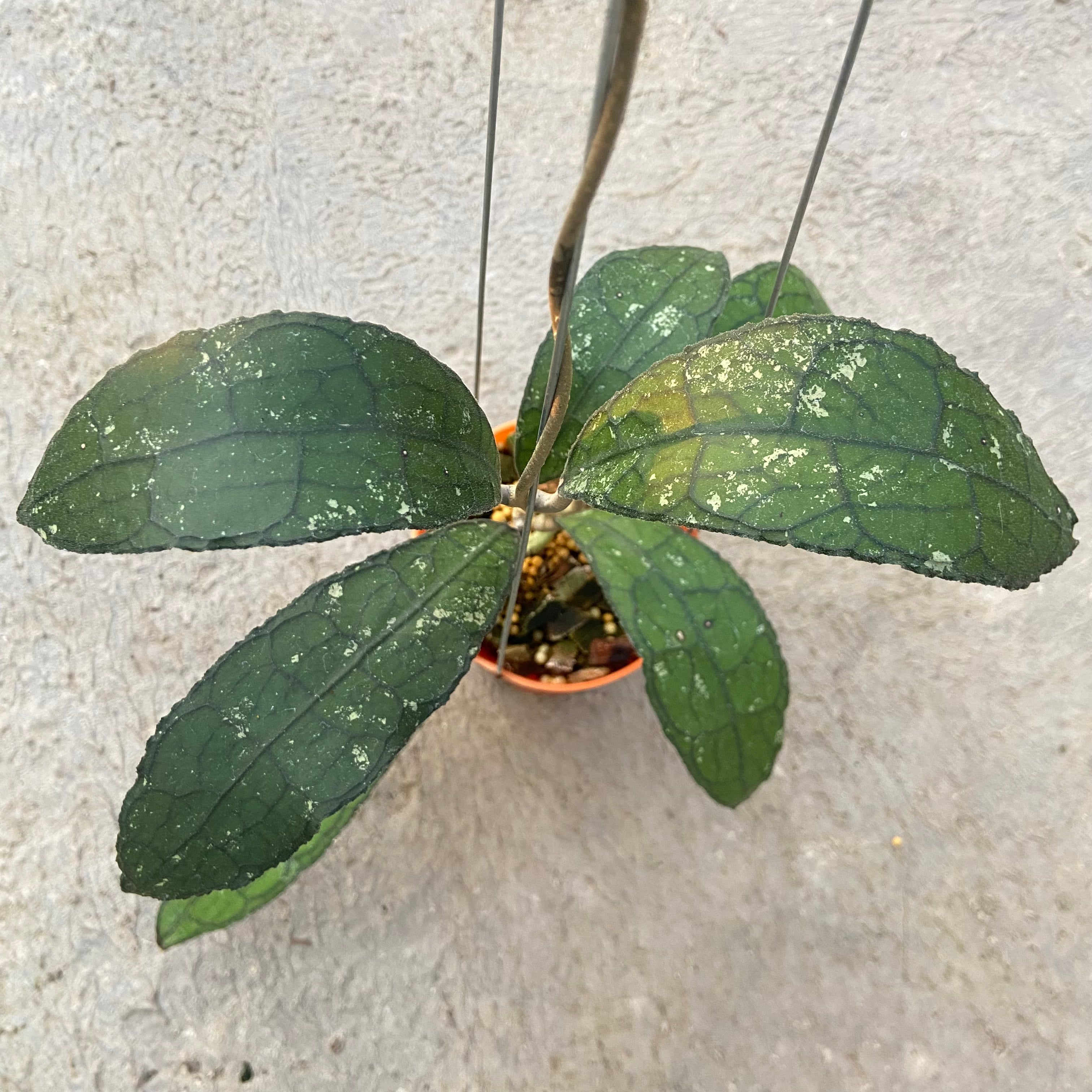 RP68-6 Hoya Clemensiorum Jungle