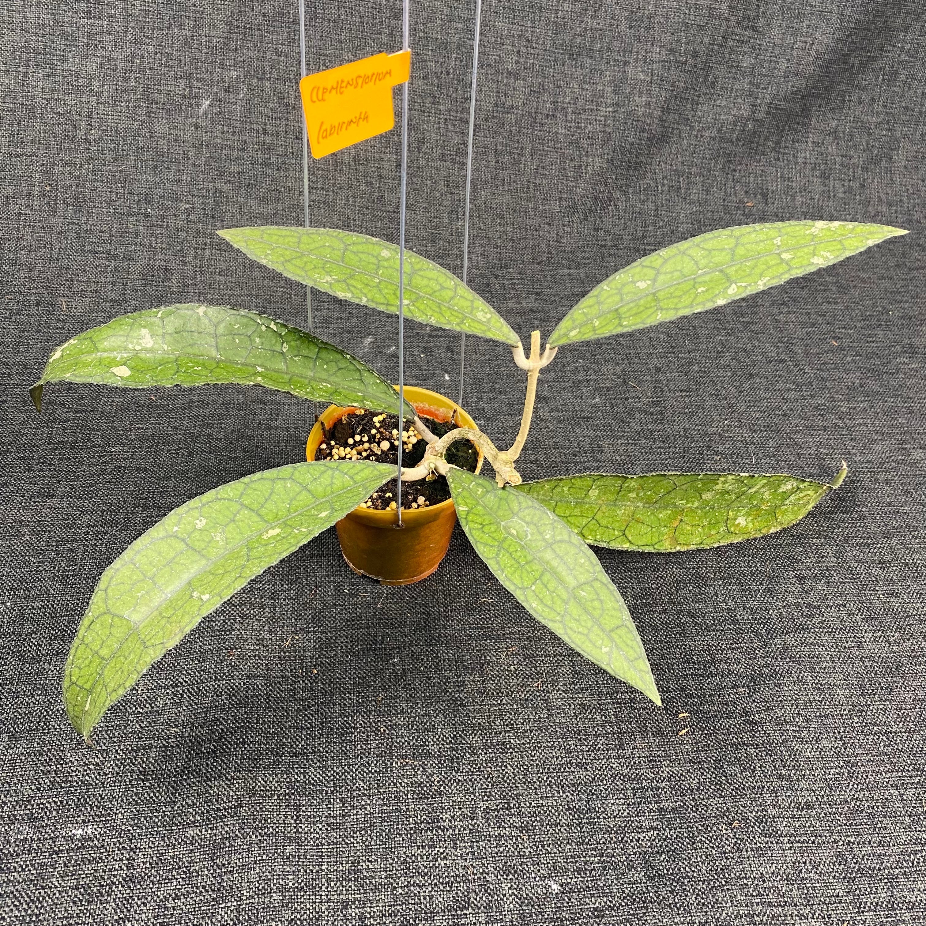 Hoya Clemensiorum Labirinth