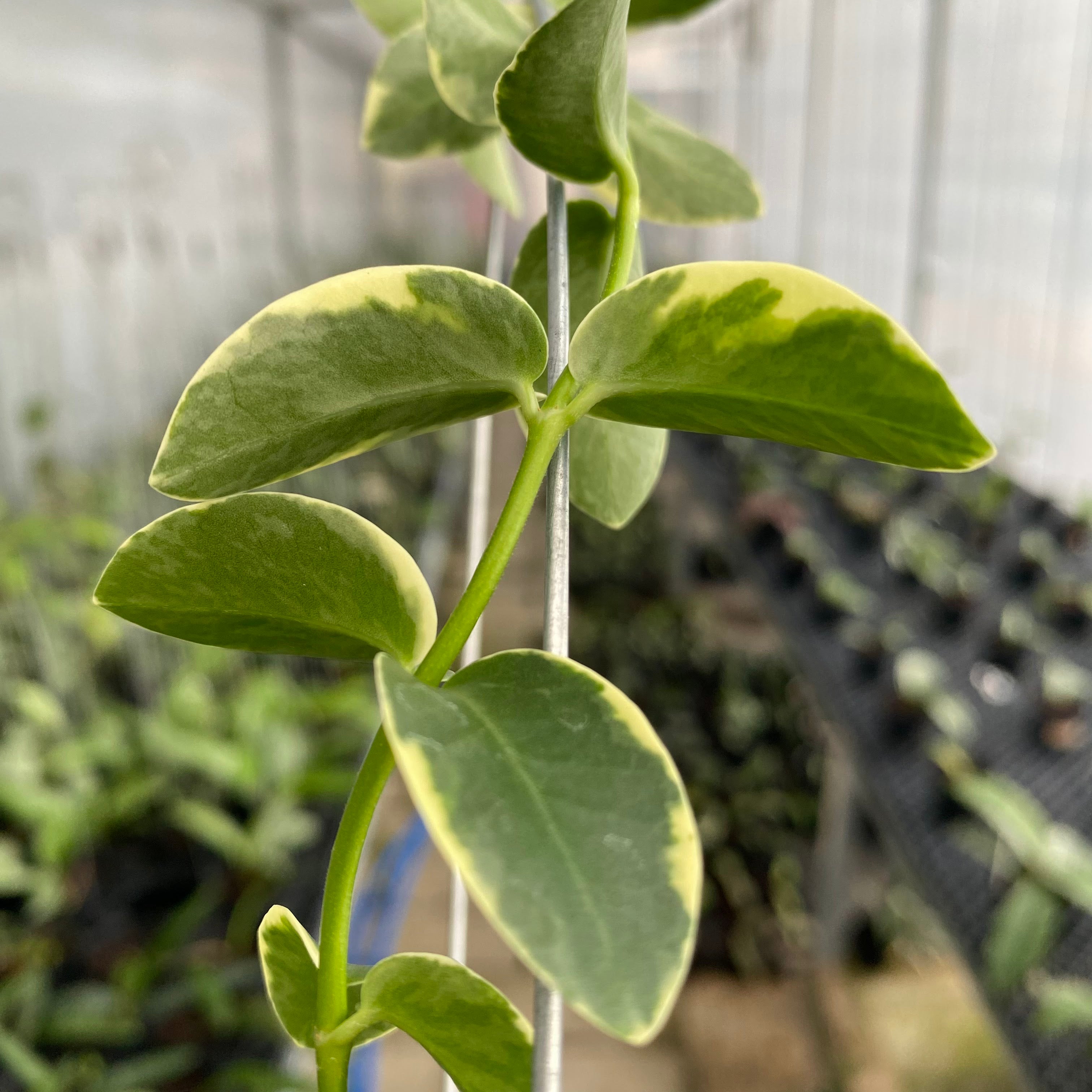 RP50-6 Hoya Cumingiana Albomarginata