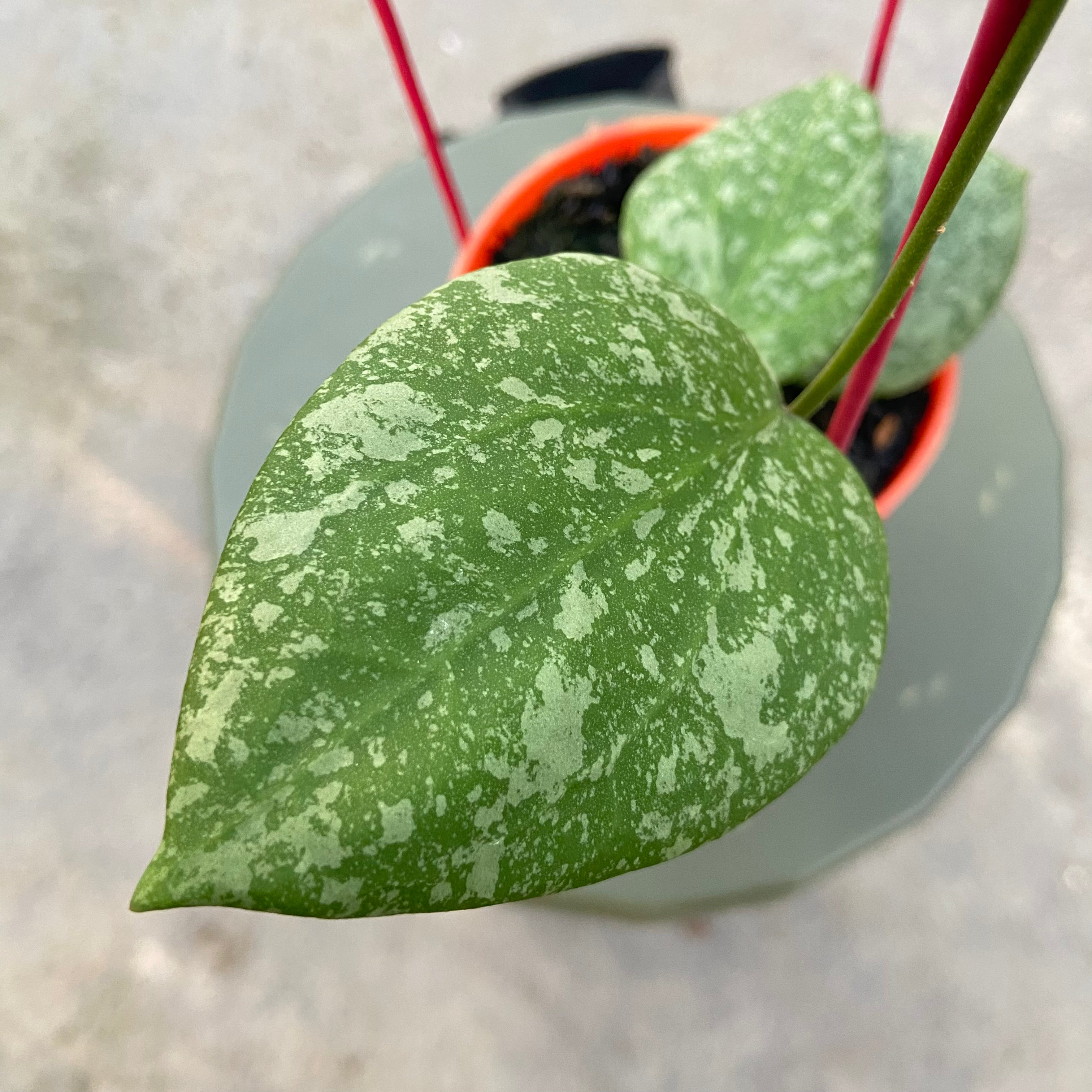 RP73-6 Hoya Elliptica x Imbricata