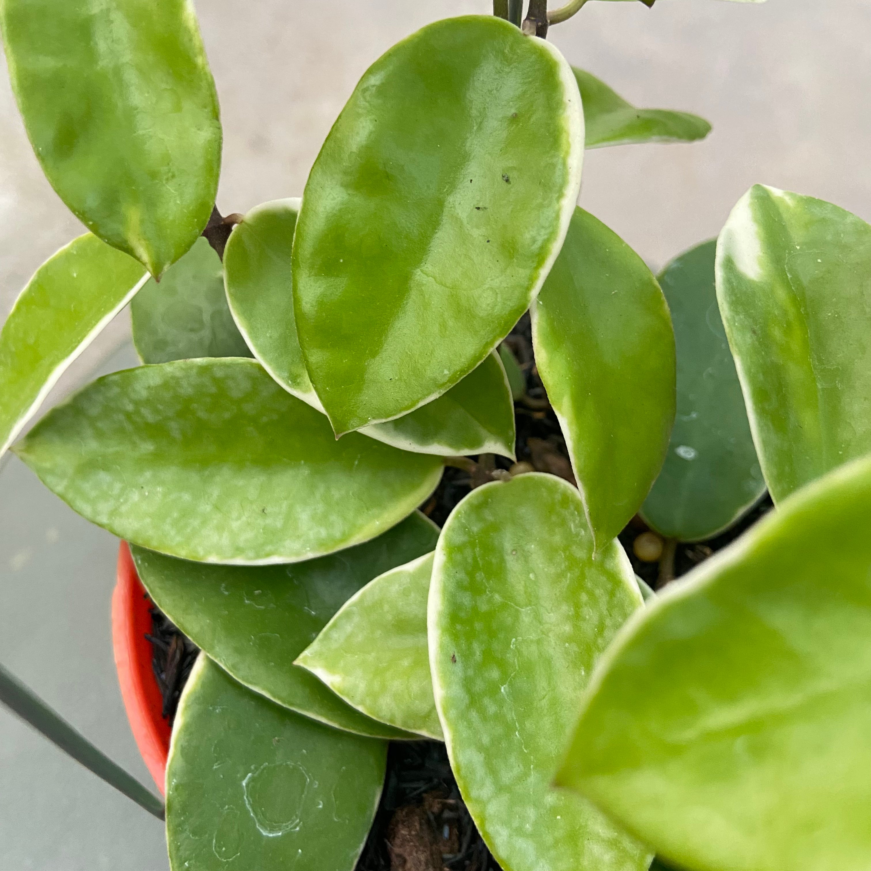 RP74-6 Hoya Halophila Albomarginata