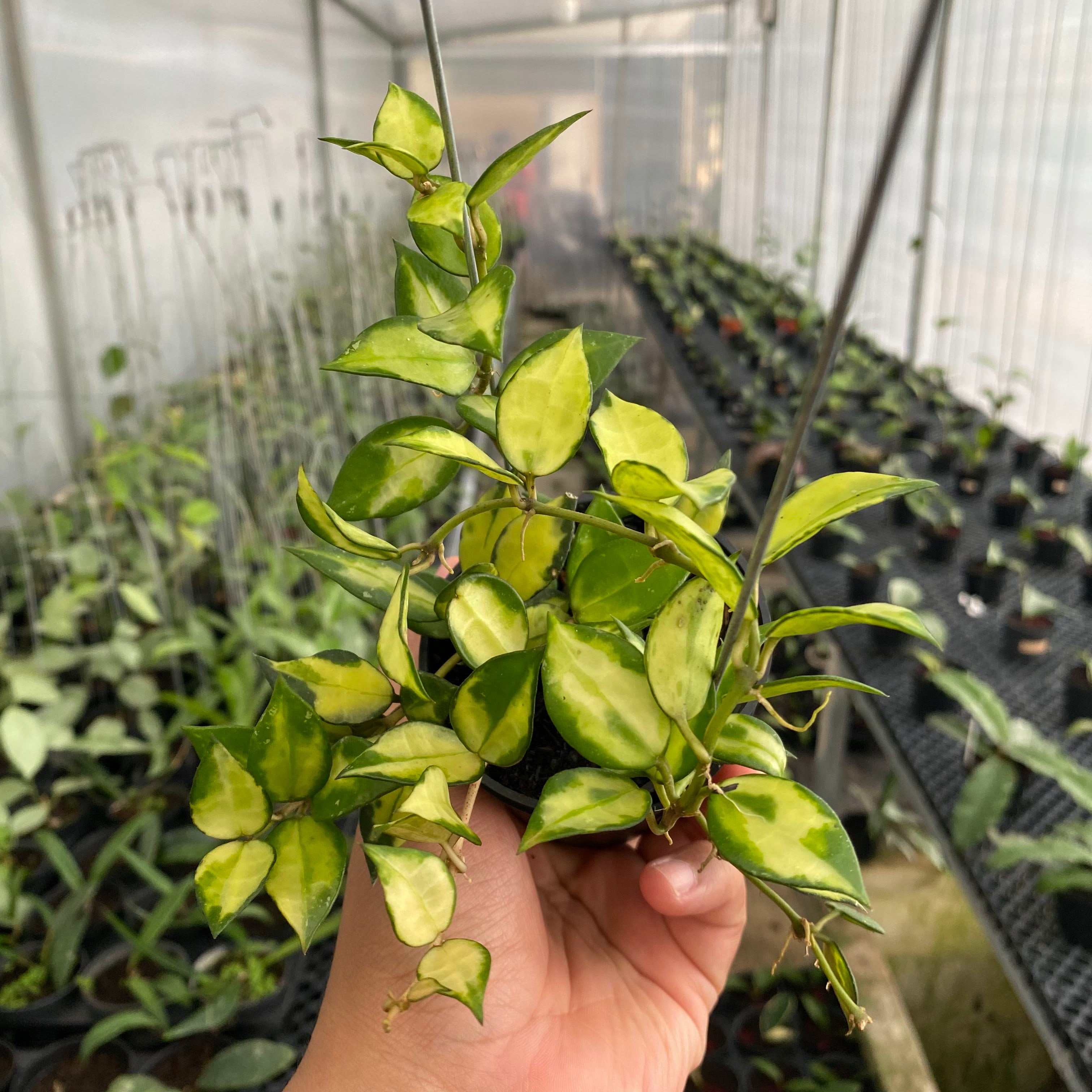 RP48-6 Hoya Lacunosa Agni
