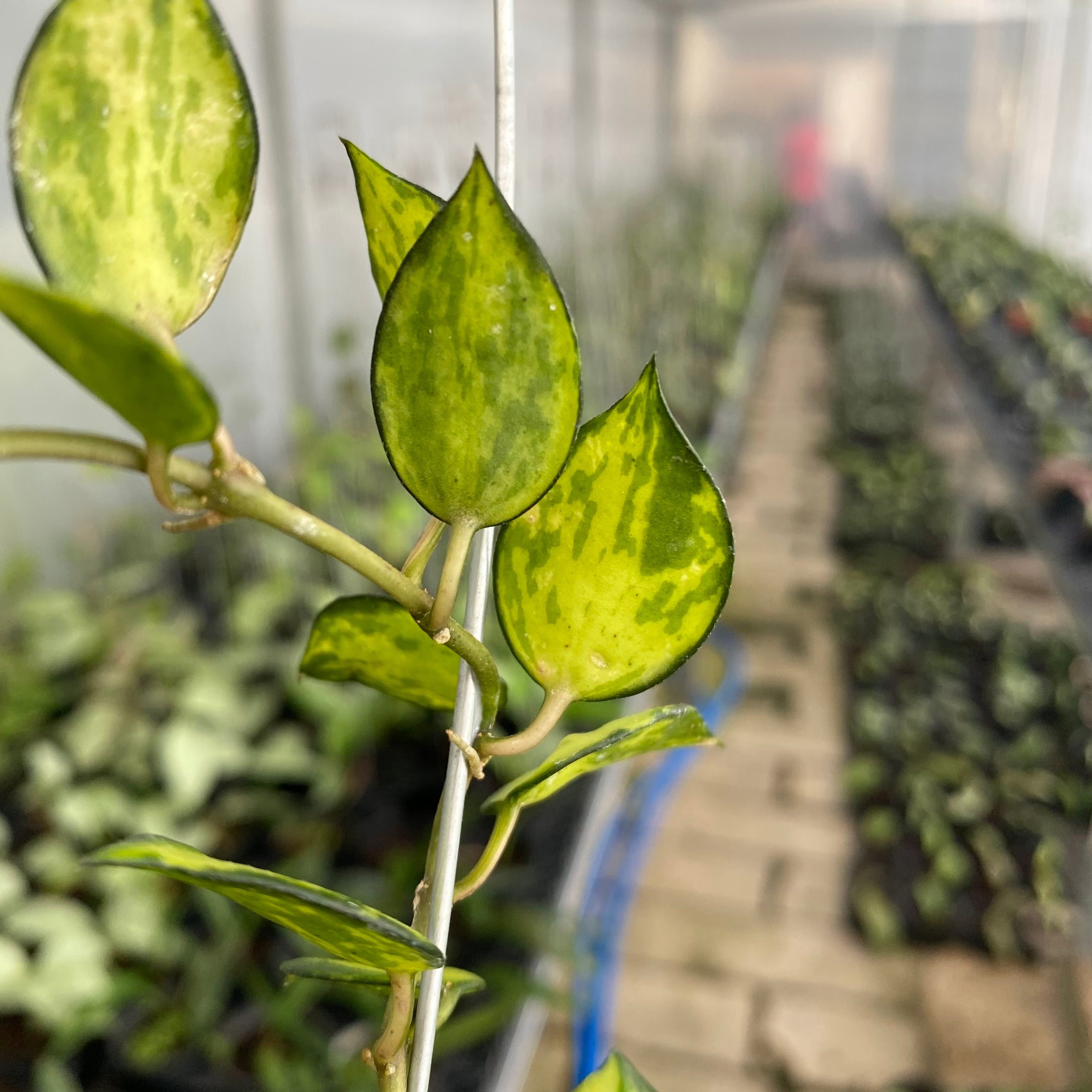 RP44-6 Hoya Lacunosa Agni
