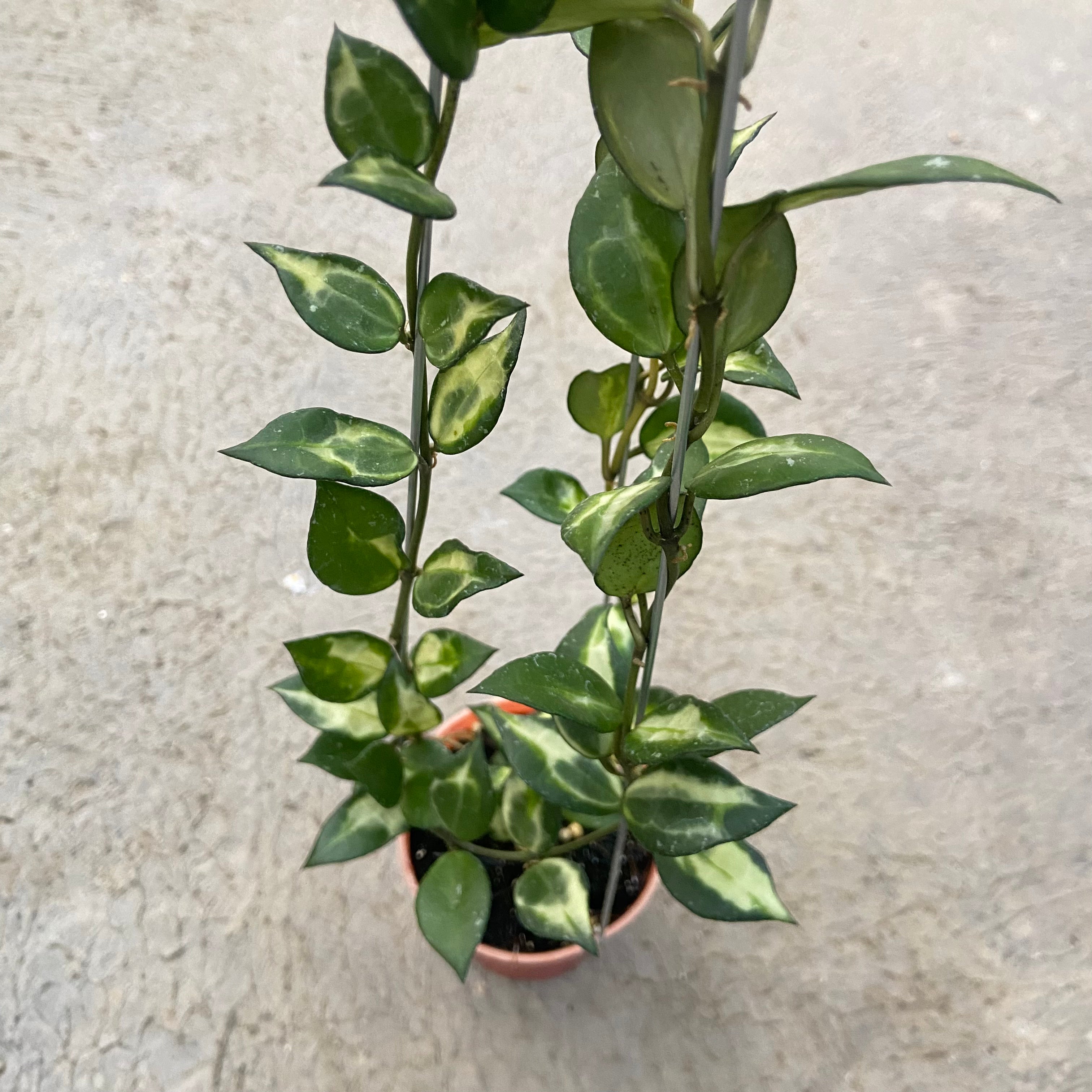 RP75-6 Hoya Lacunosa Ilumi