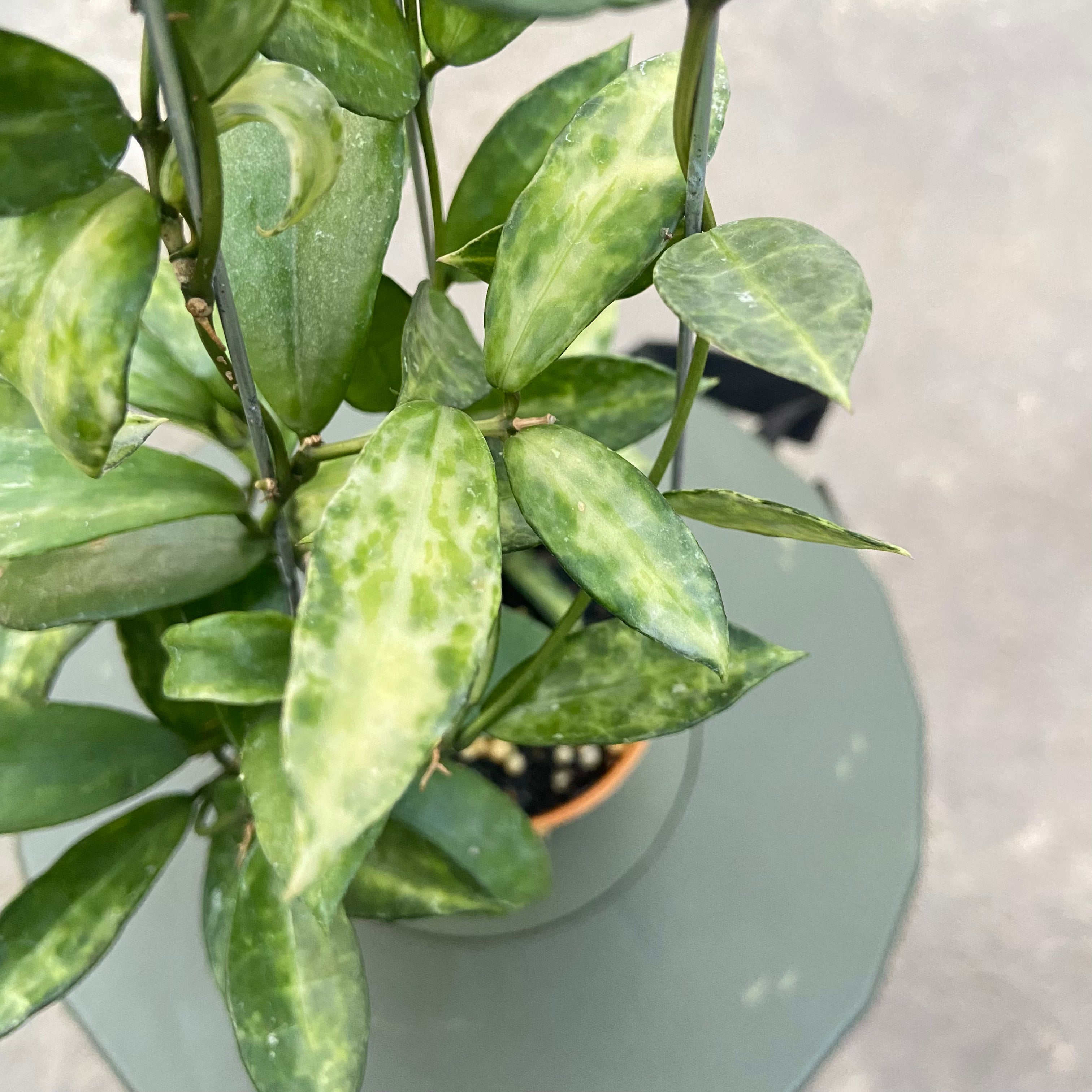 RP77-6 Hoya Lacunosa Peridot