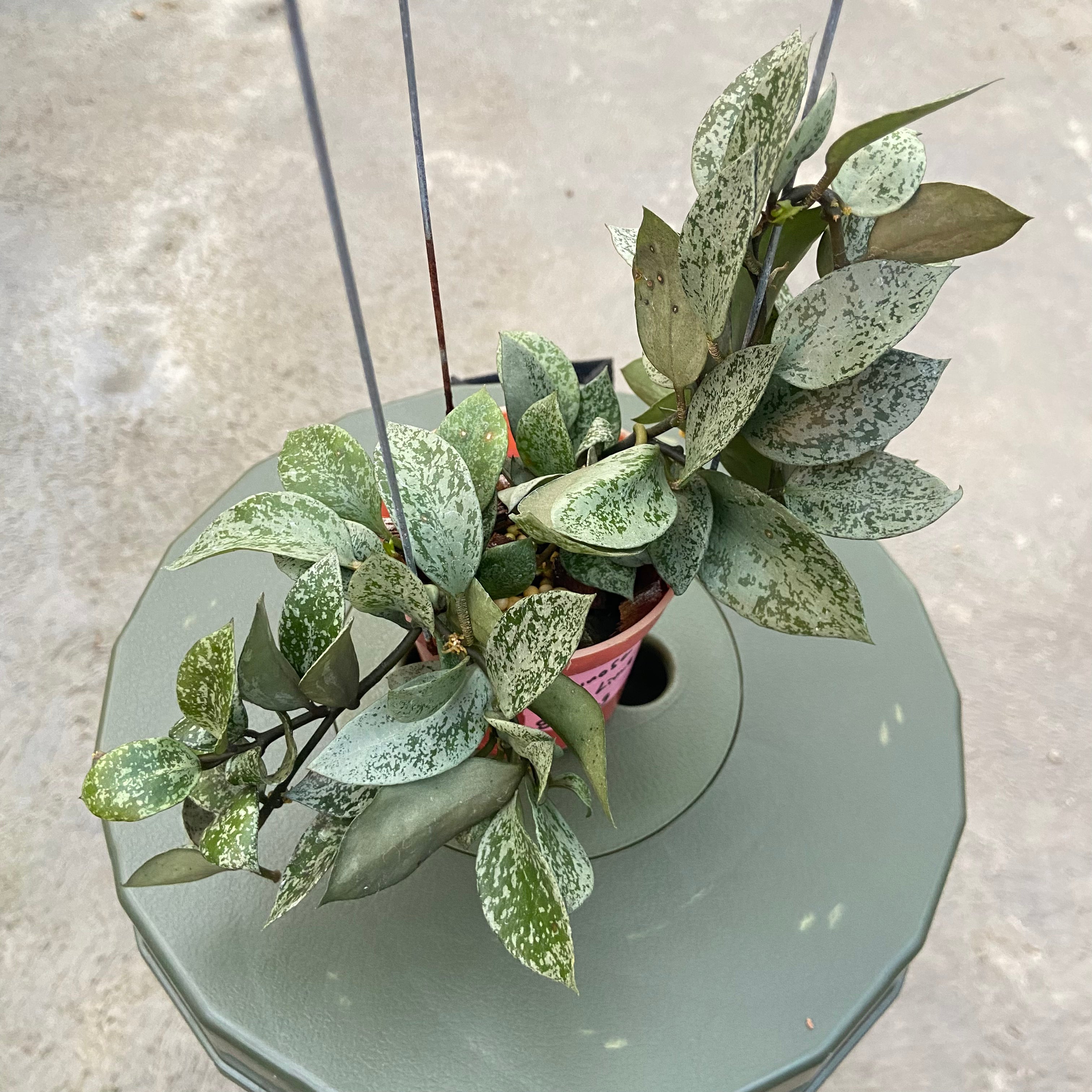 RP78-6 Hoya Lacunosa Gayung