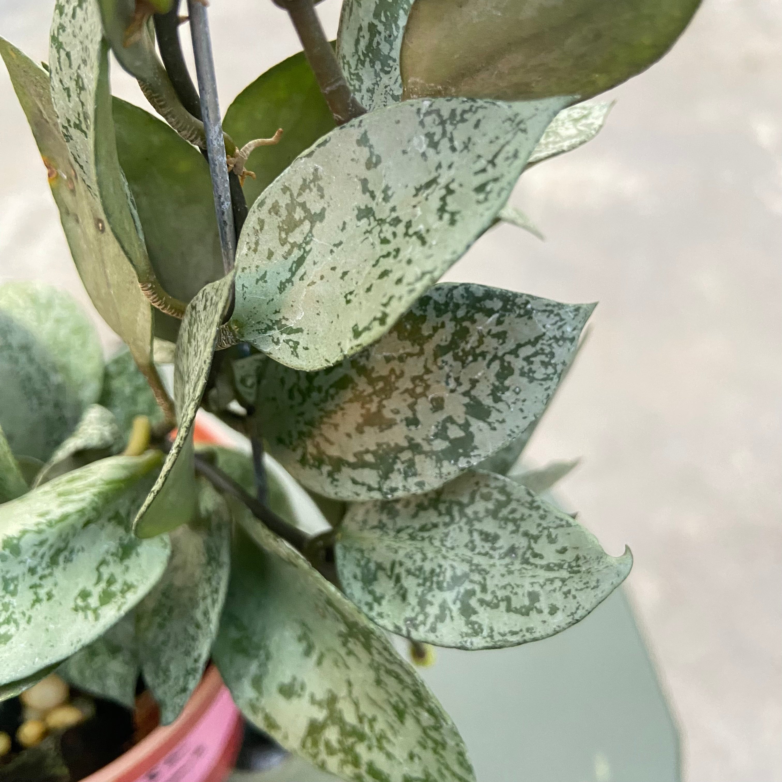 RP78-6 Hoya Lacunosa Gayung