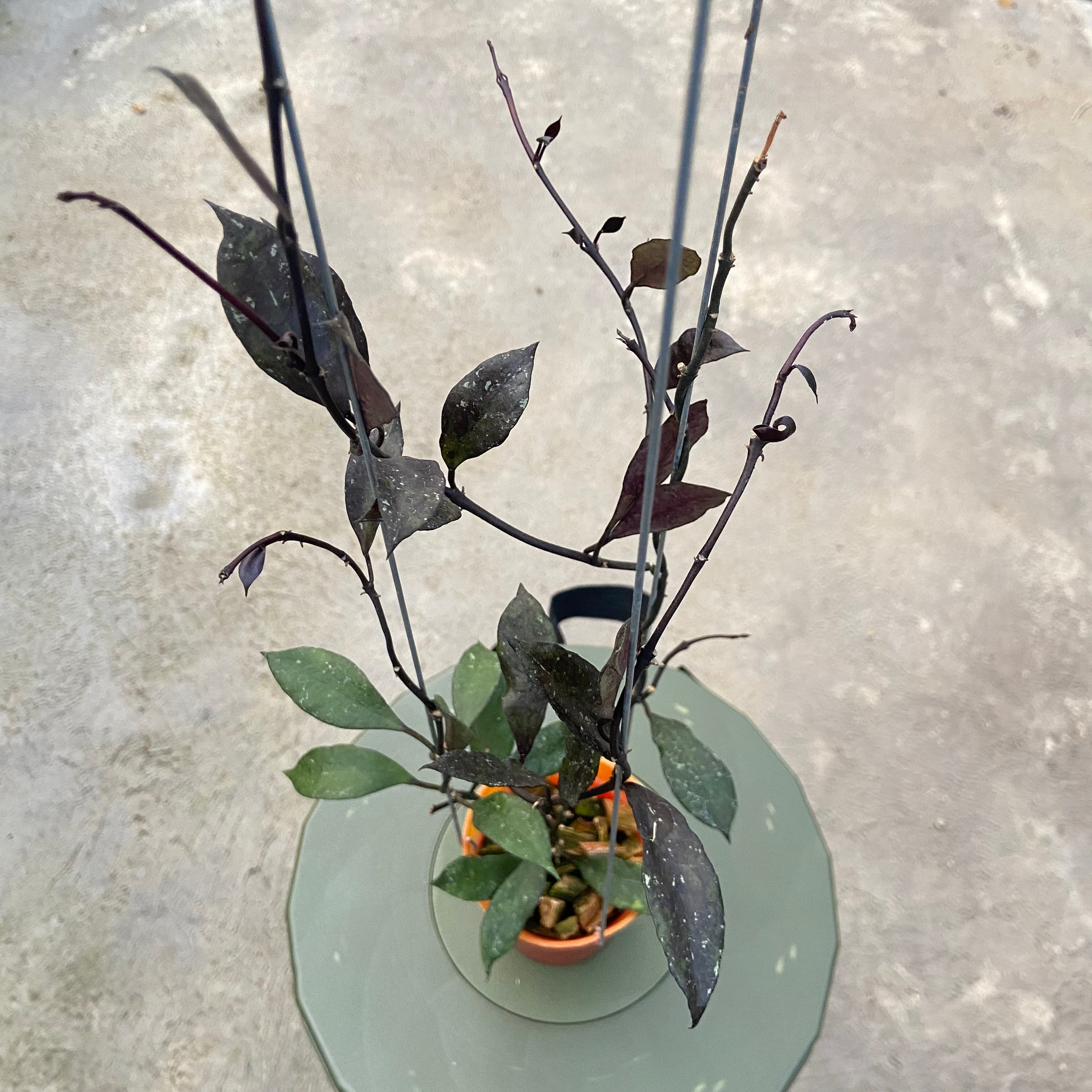 RP80-6 Hoya Lacunosa Black Royal