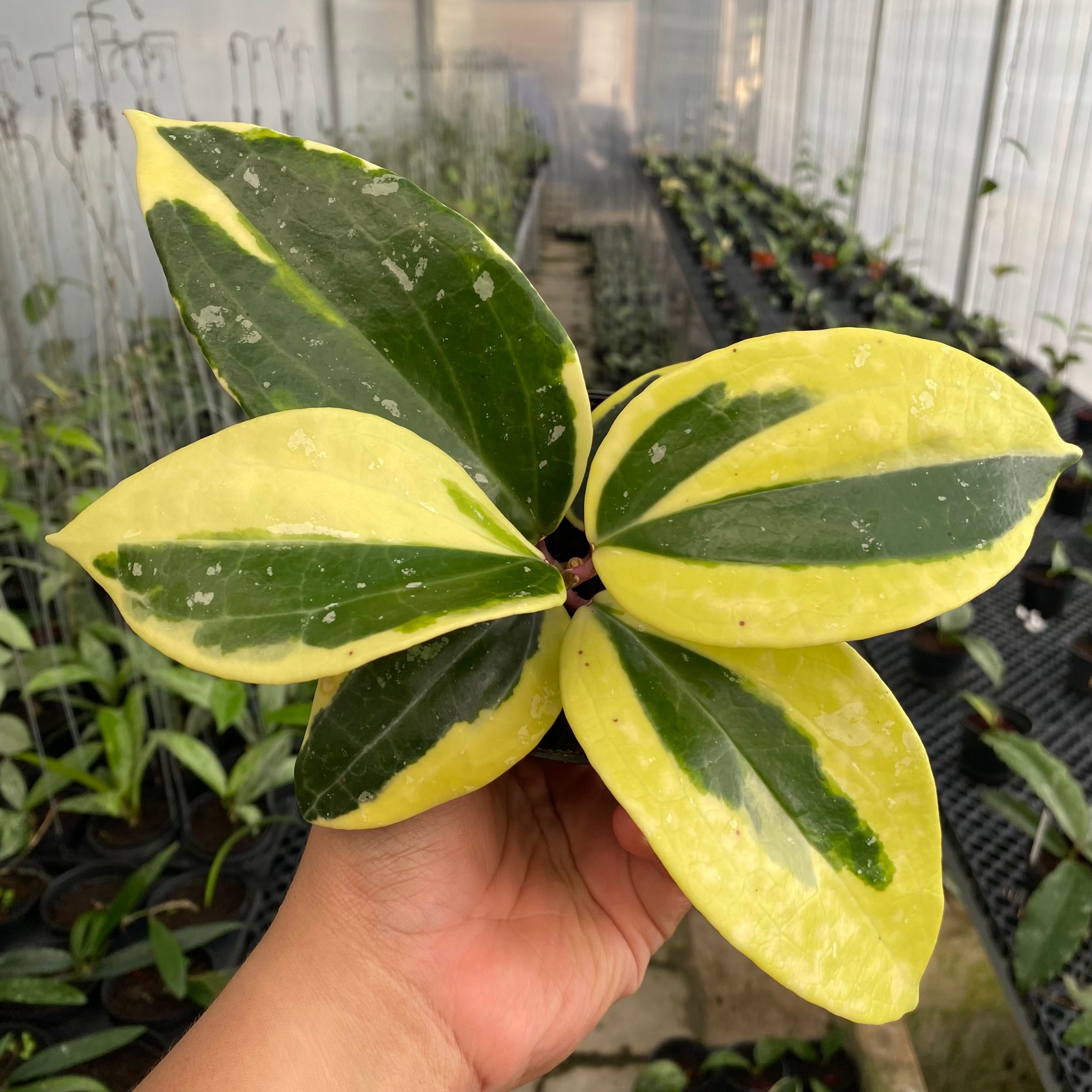 RP58-6 Hoya Latifolia Albomarginata Roundleaf
