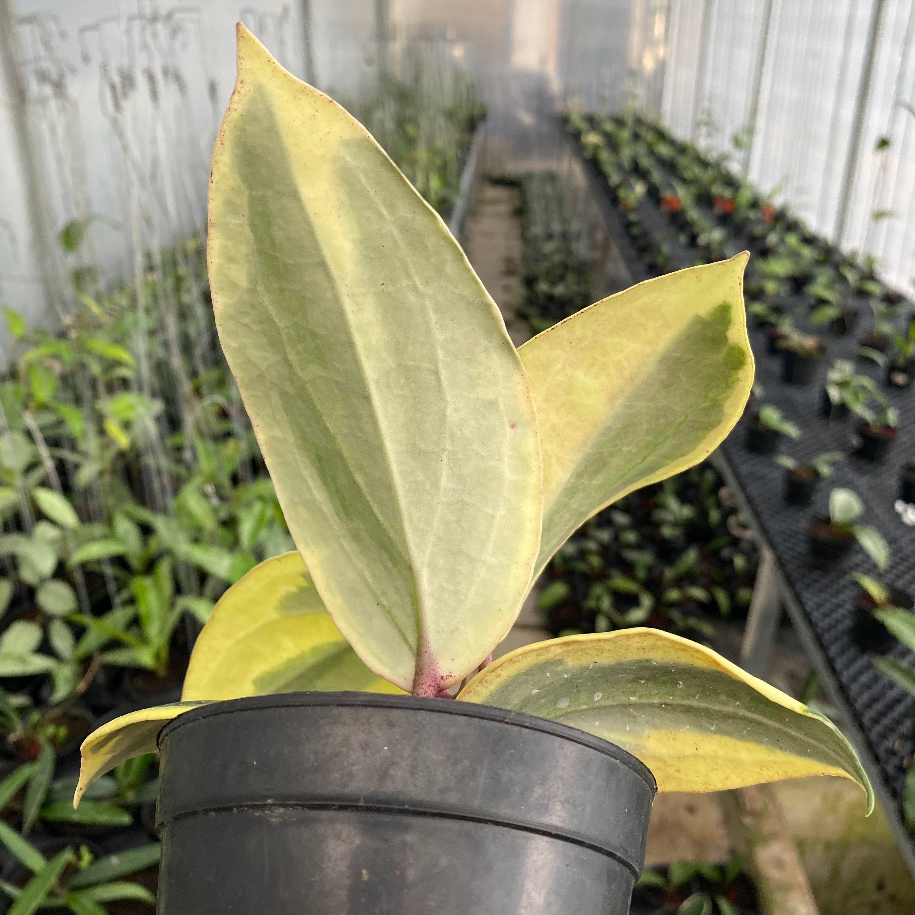 RP58-6 Hoya Latifolia Albomarginata Roundleaf