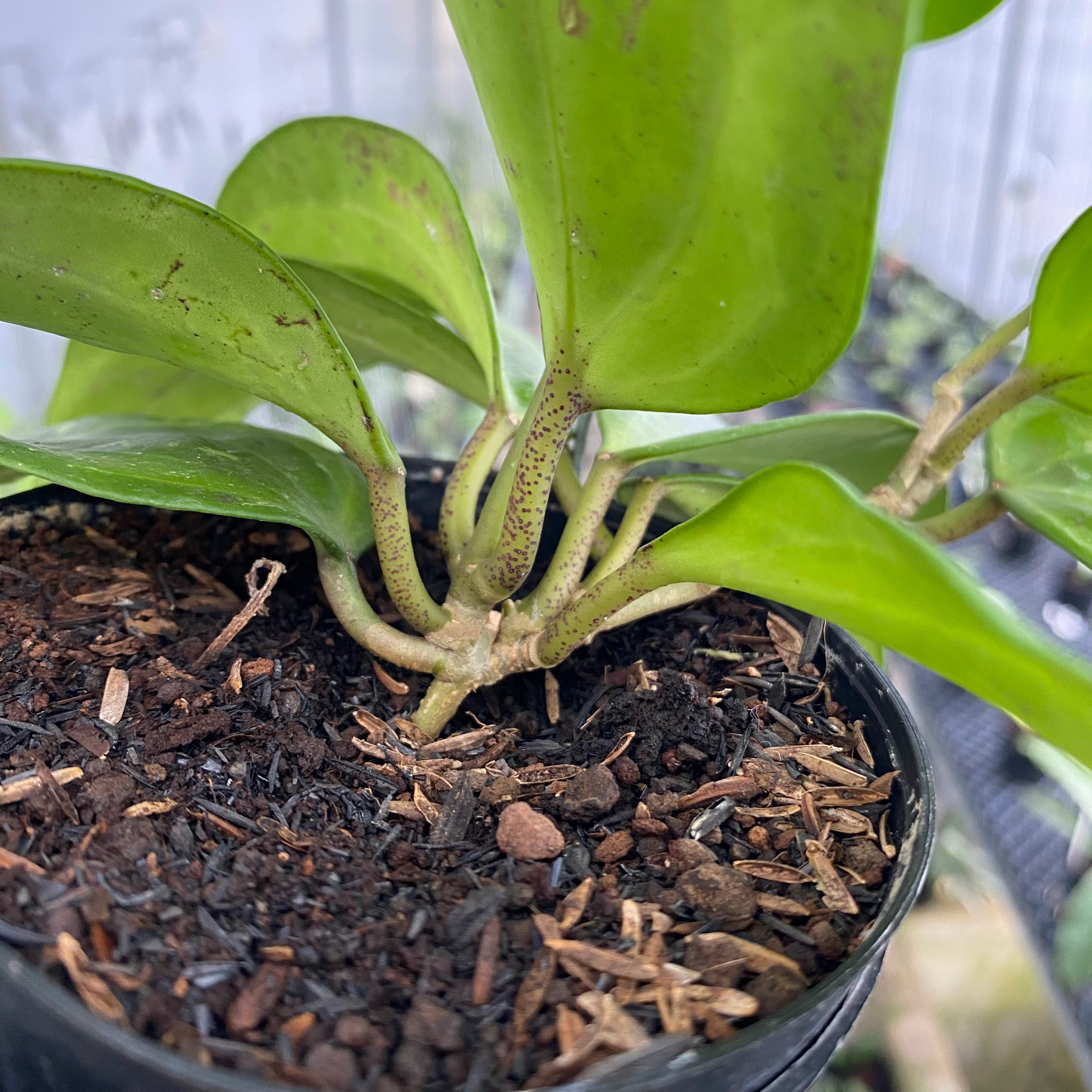 RP59-6 Hoya Latifolia Baibua
