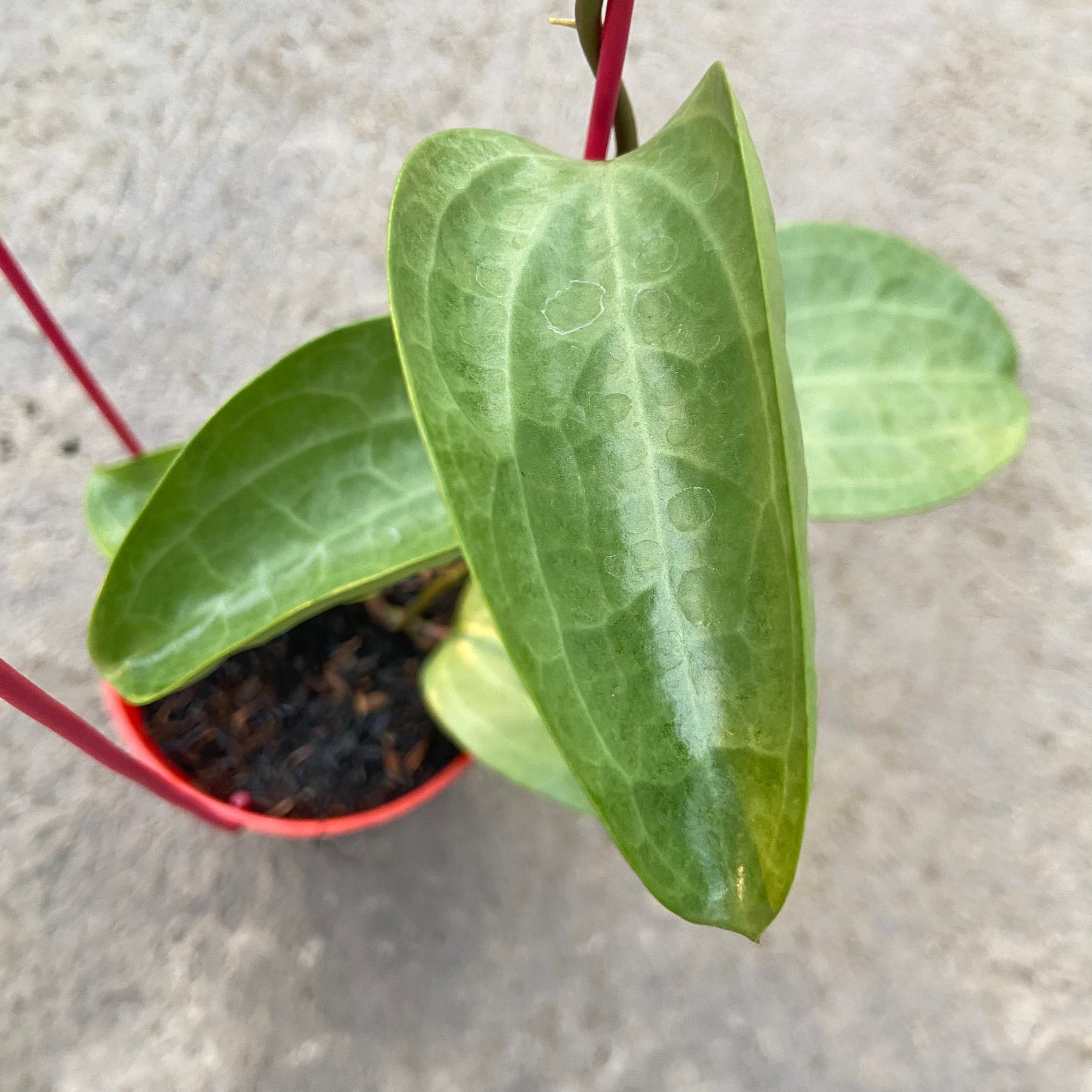RP82-6 Hoya Latifolia Filea