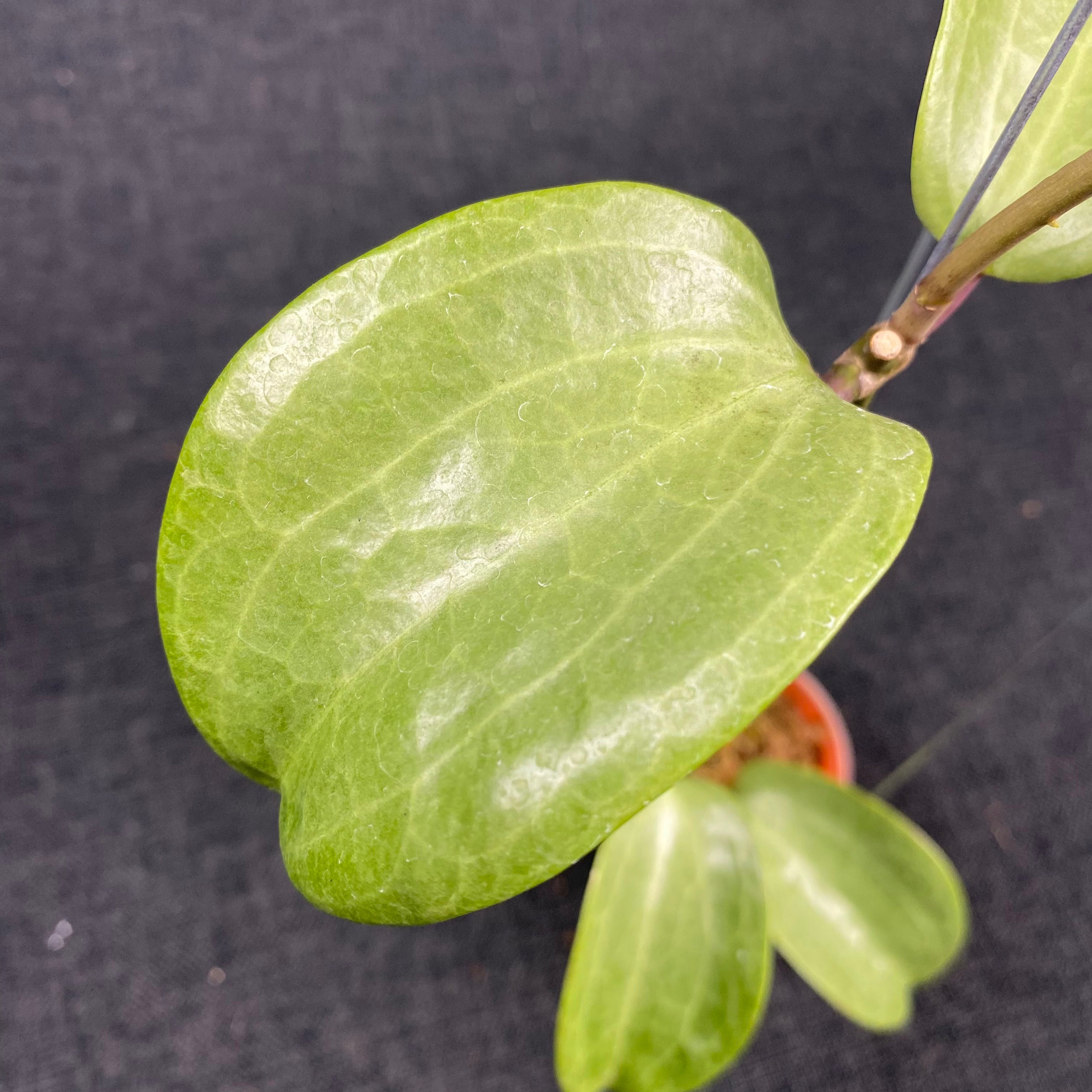Hoya Latifolia Filea Silver