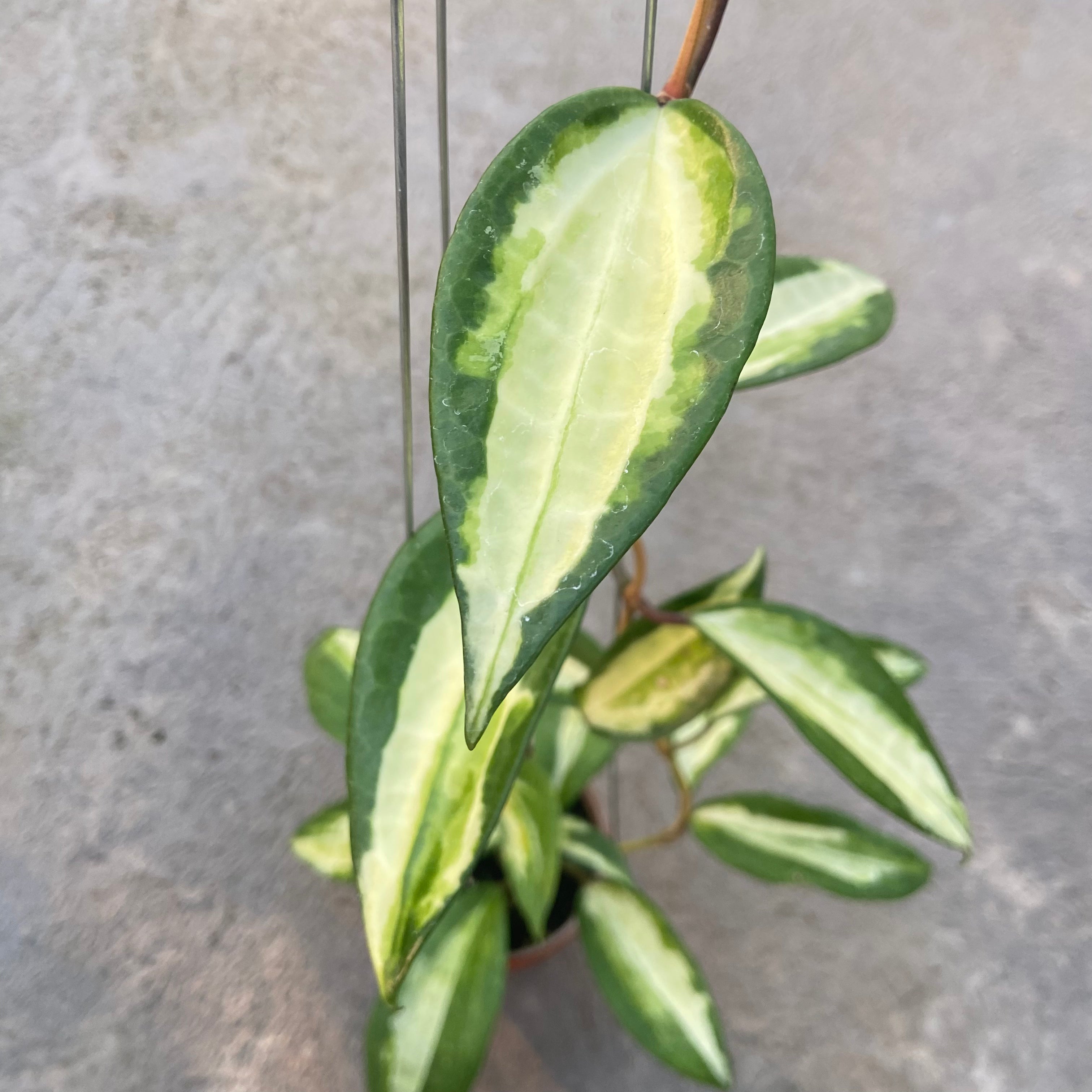RP83-6 Hoya Latifolia Queensy