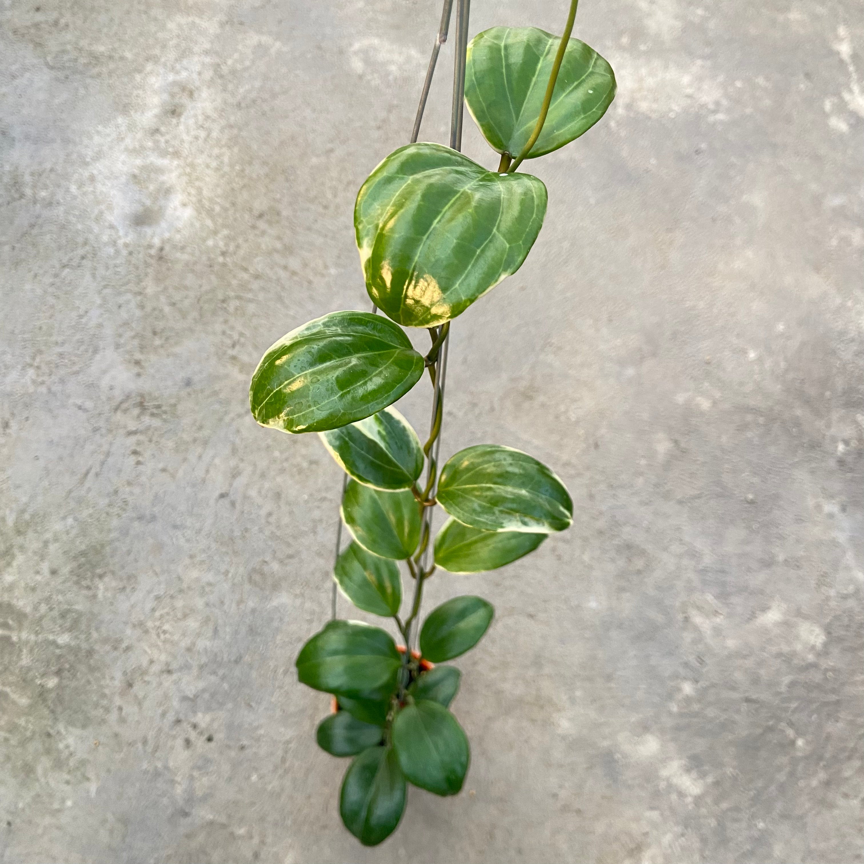 RP85-6 Hoya Queenquenervia Albomarginata
