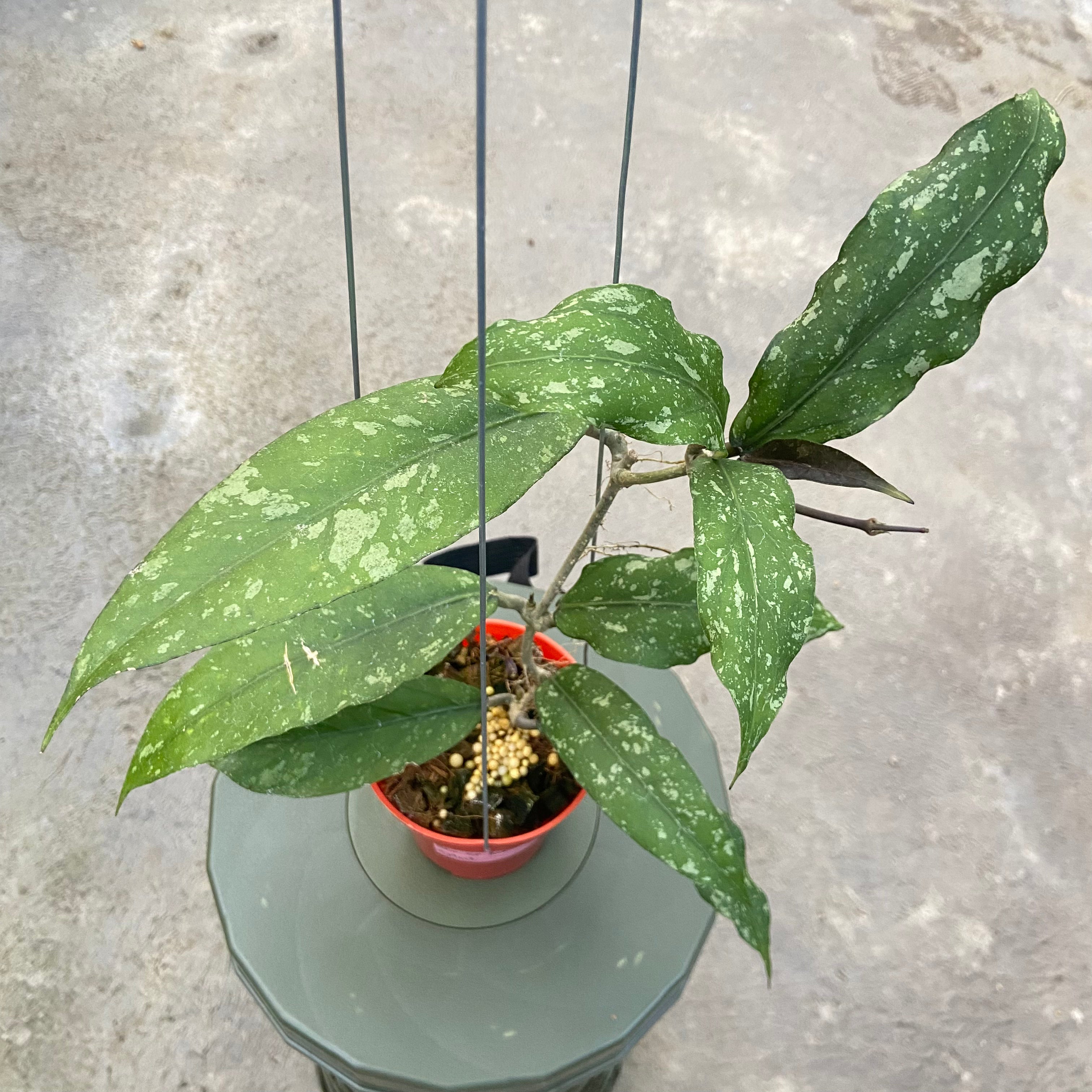 RP86-6 Hoya New SP Takengon