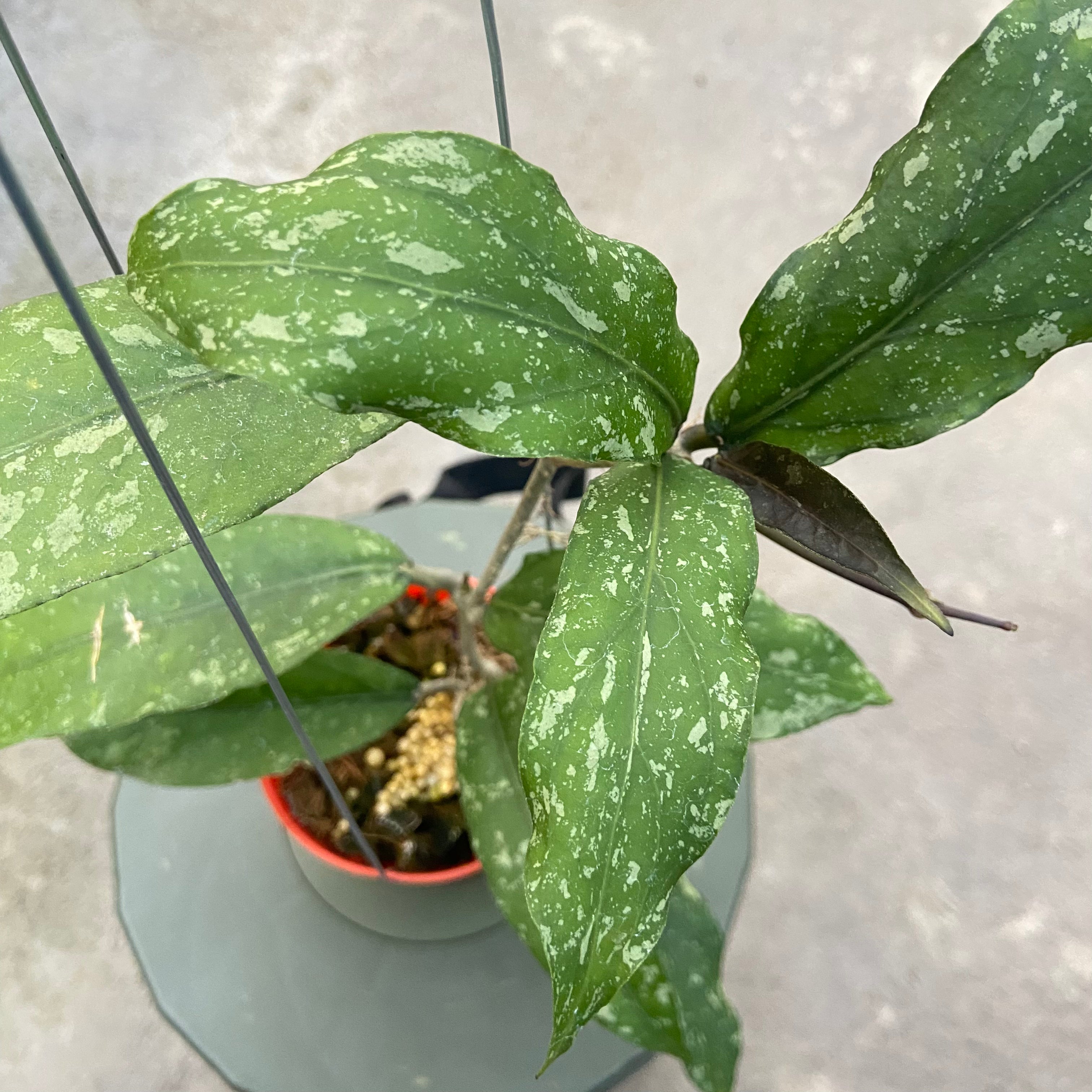 RP86-6 Hoya New SP Takengon