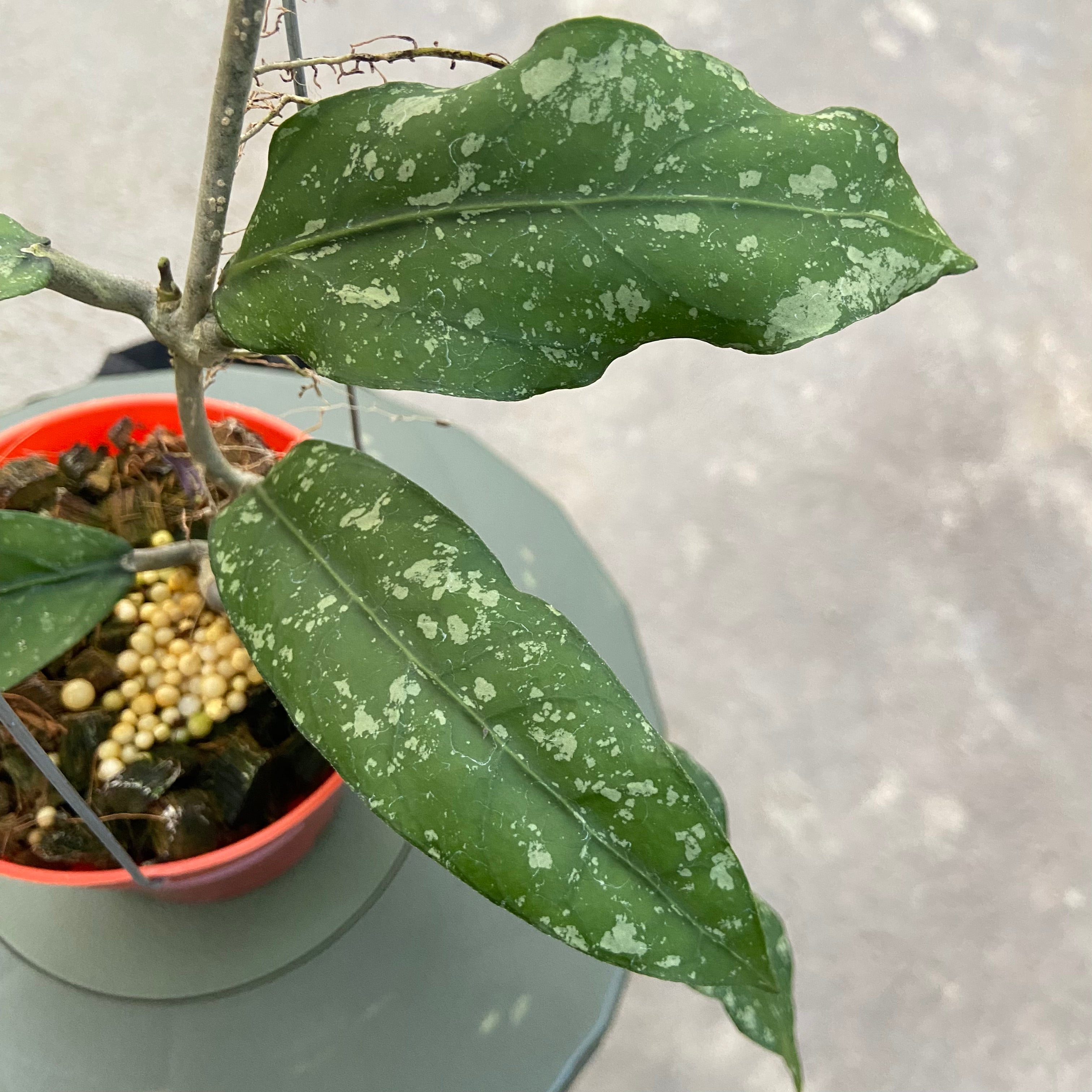 RP86-6 Hoya New SP Takengon