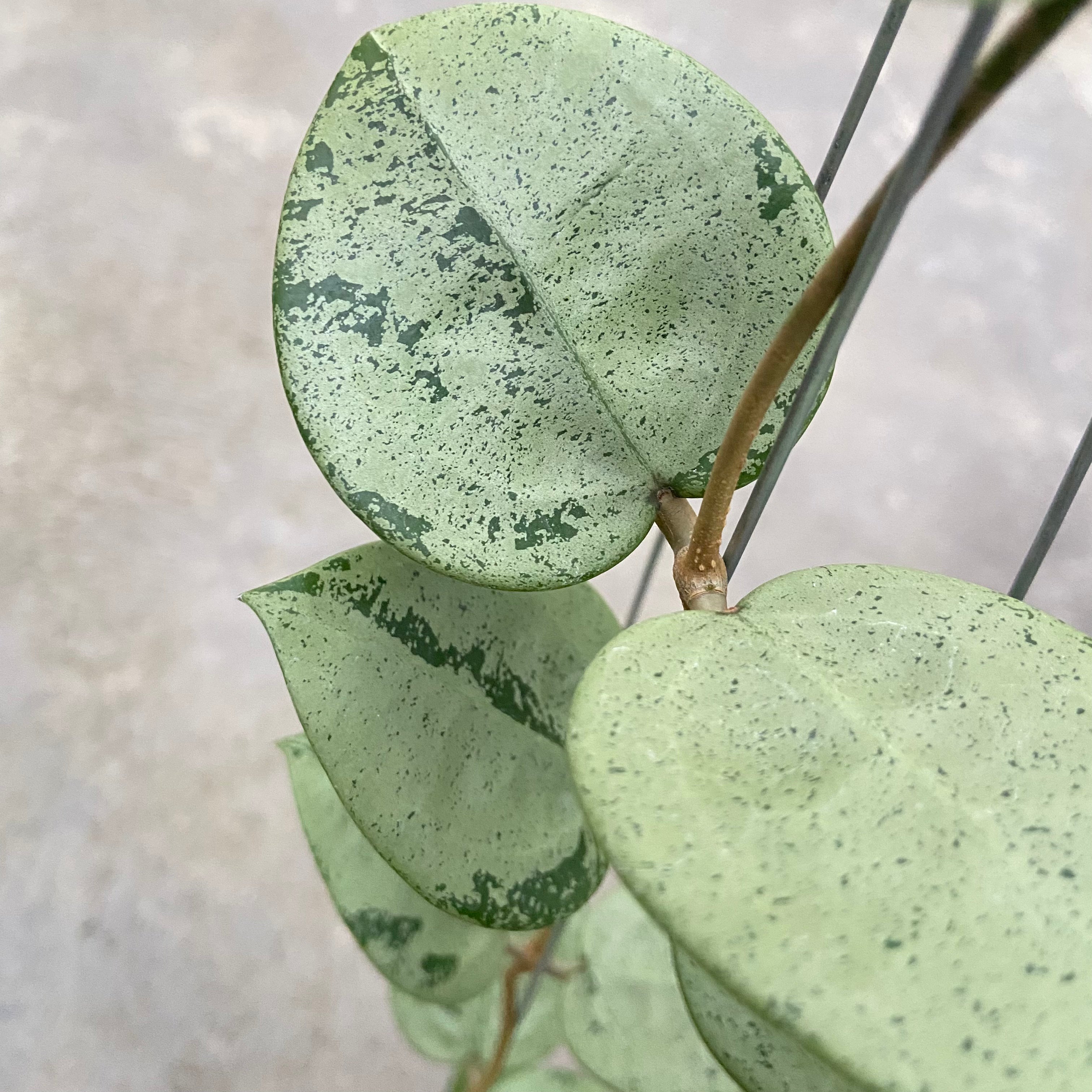 RP87-6 Hoya Parasitica Silver Heart