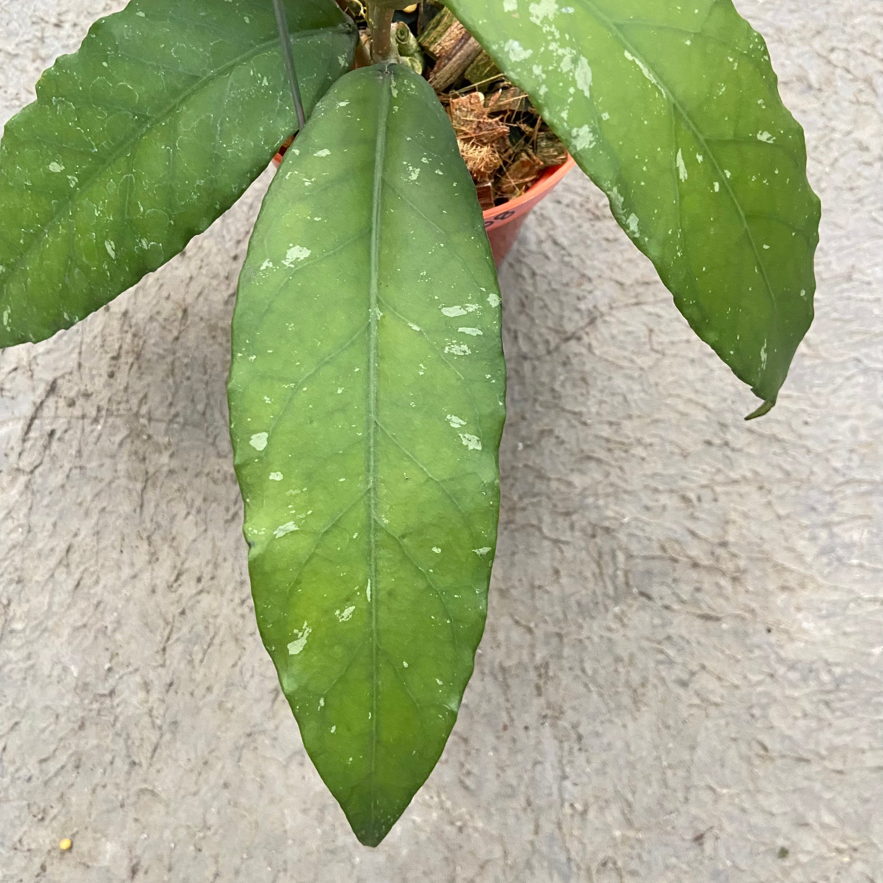 RP89-6 Hoya SP Aceh Bee-08