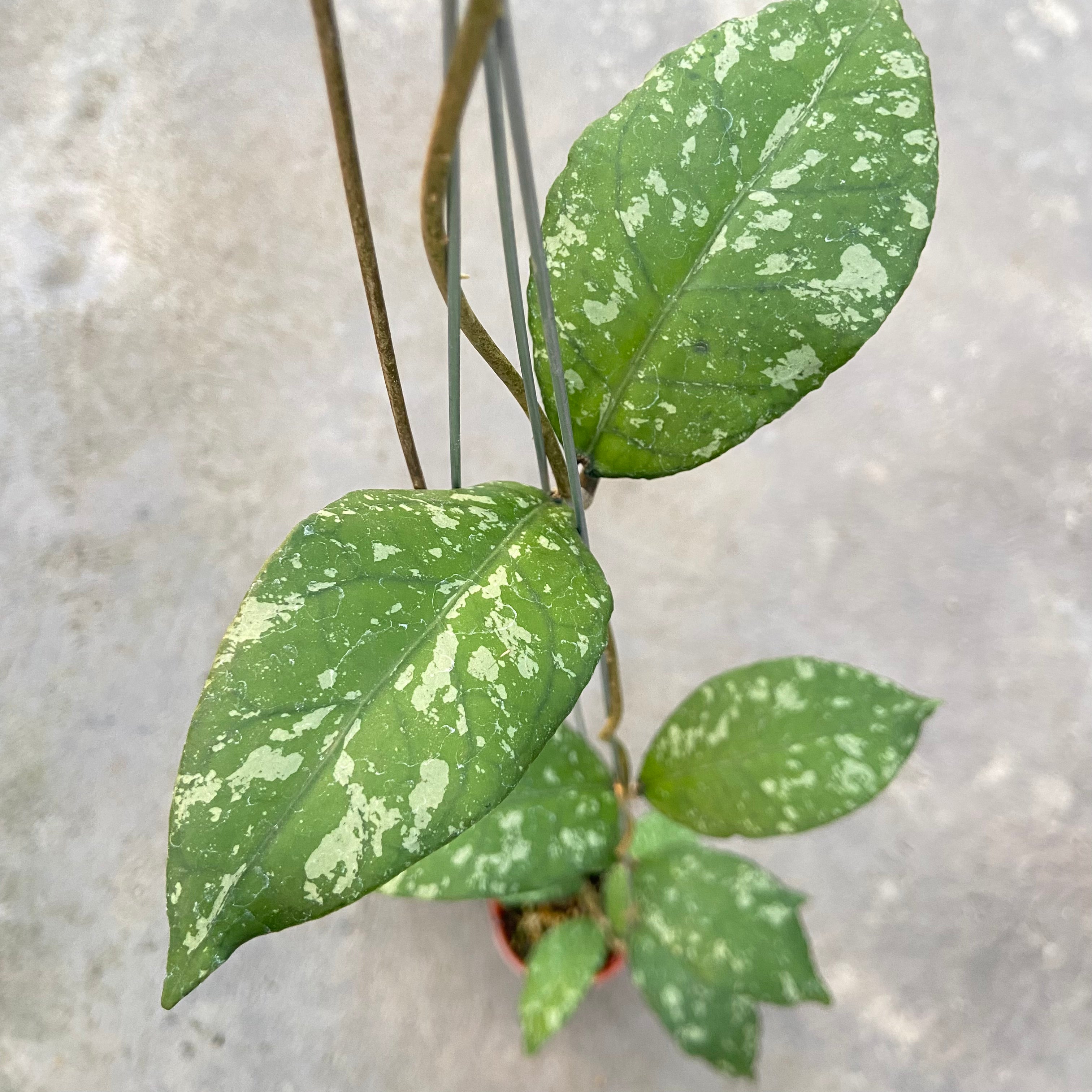 RP90-6 Hoya SP Aceh Forest Orb