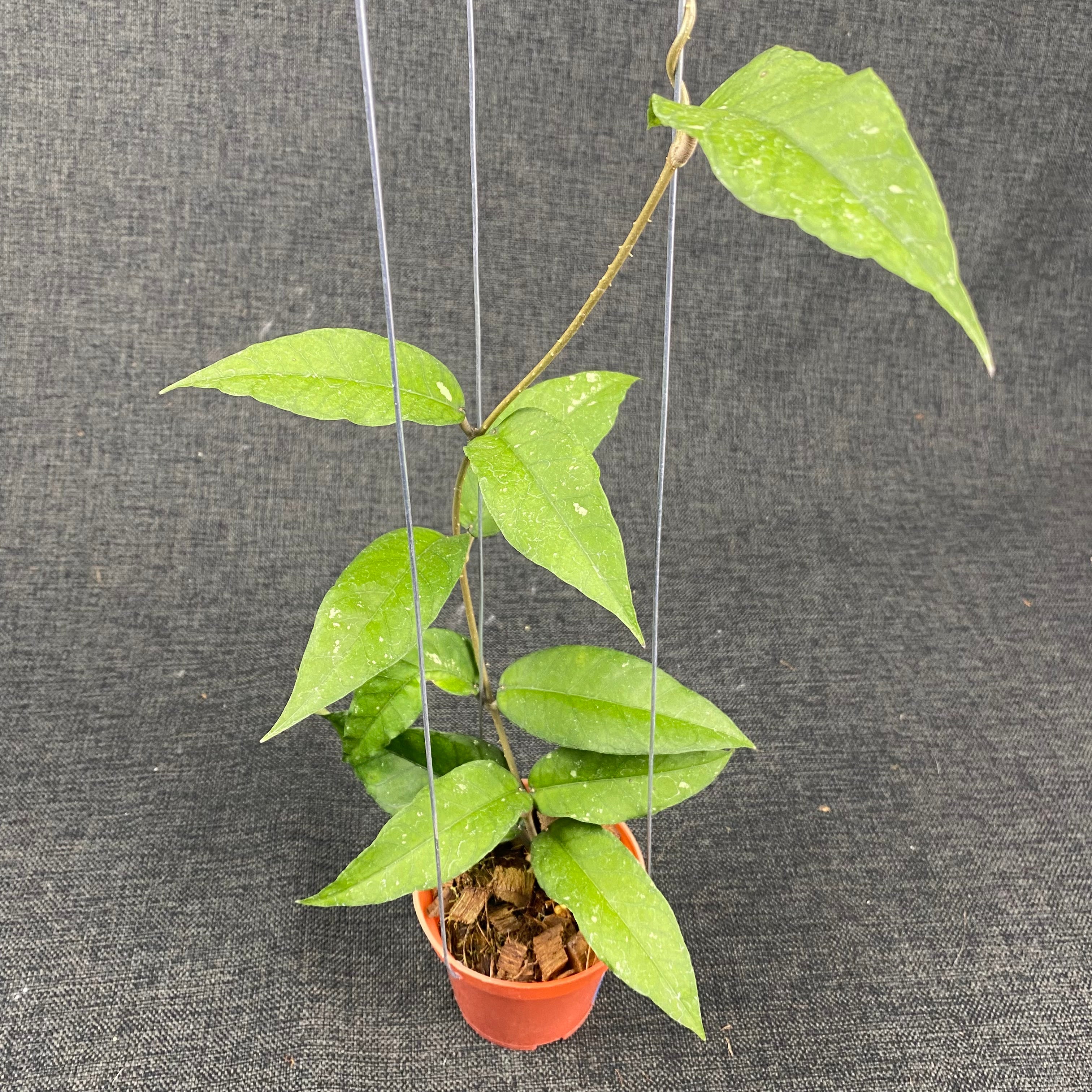 Hoya SP Aceh Lynx