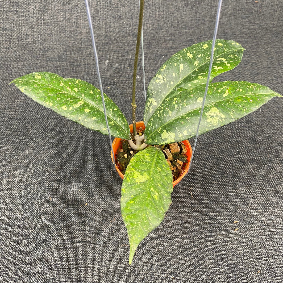 Hoya SP Aceh Malaking - Greenspaces.id