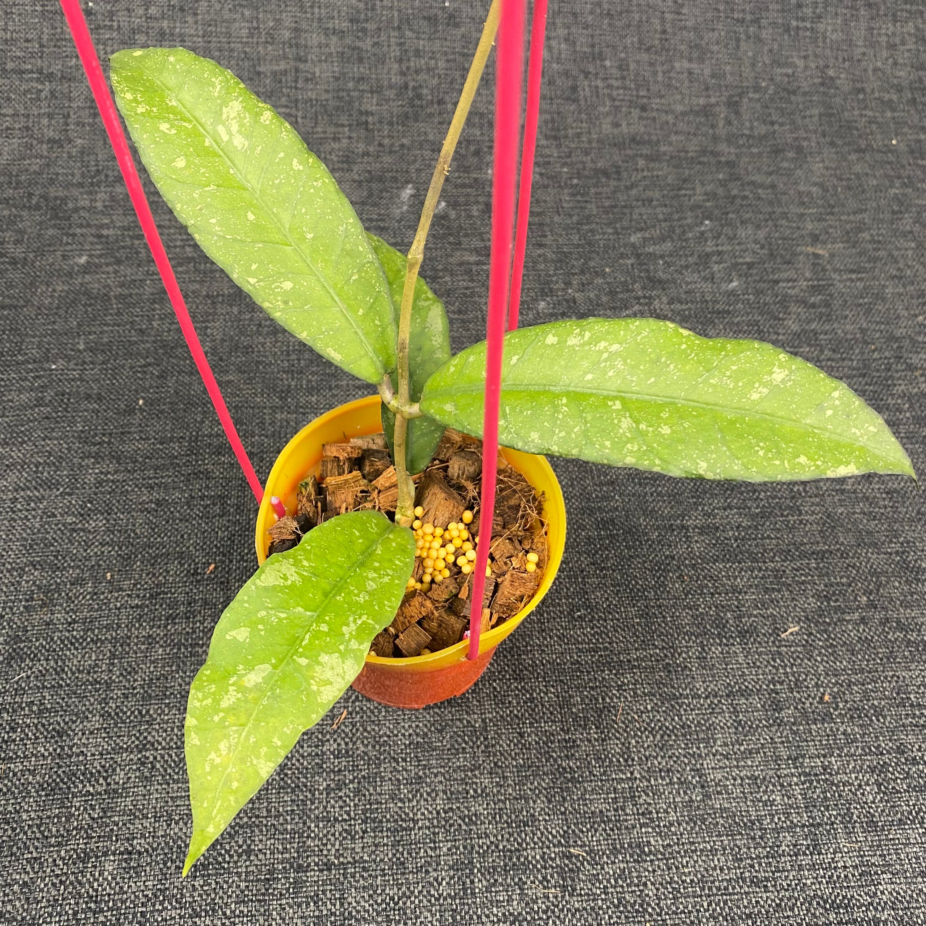 Hoya SP Aceh Pink Splash