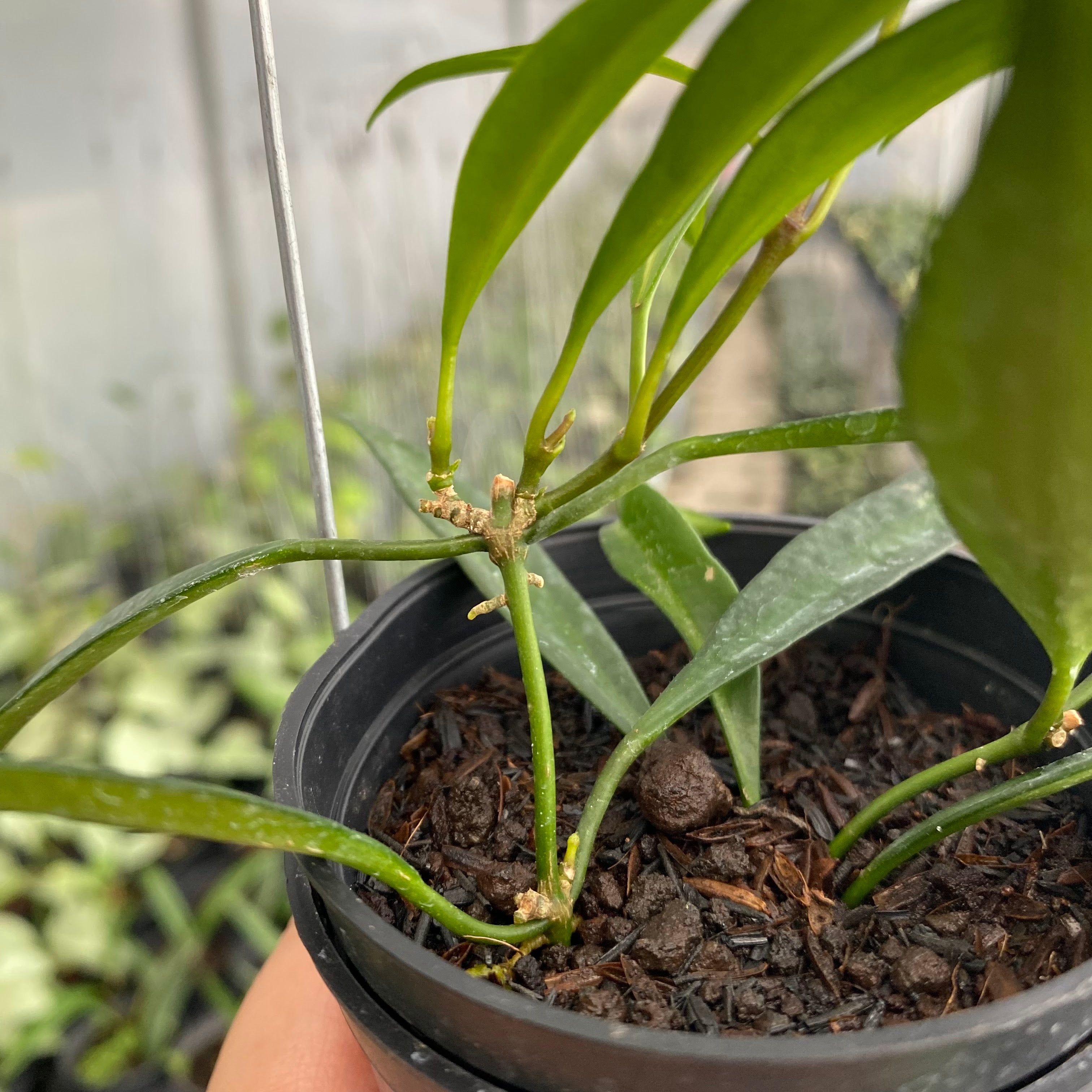 RP57-6 Hoya Tsangii Inner Variegated