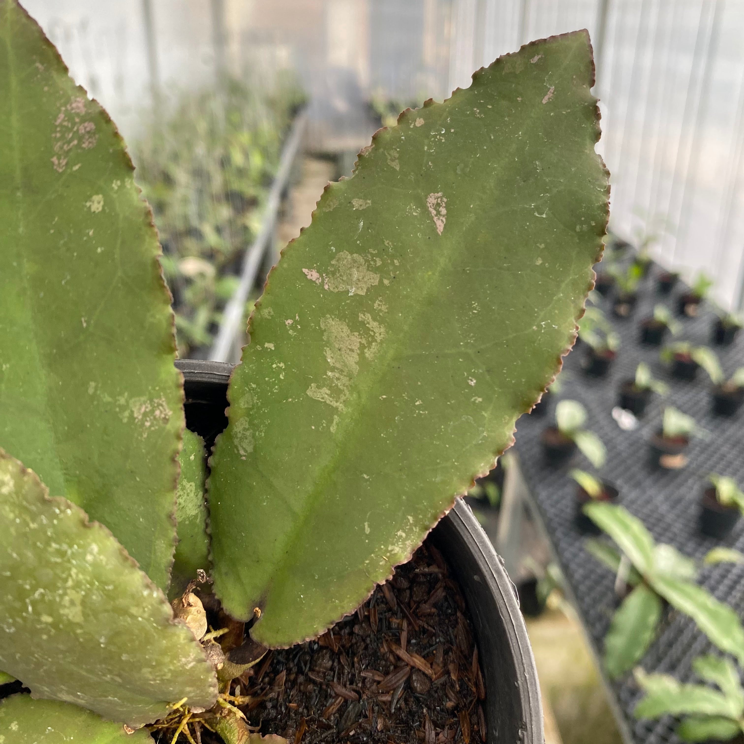 RP45-6 Hoya Undulata Red