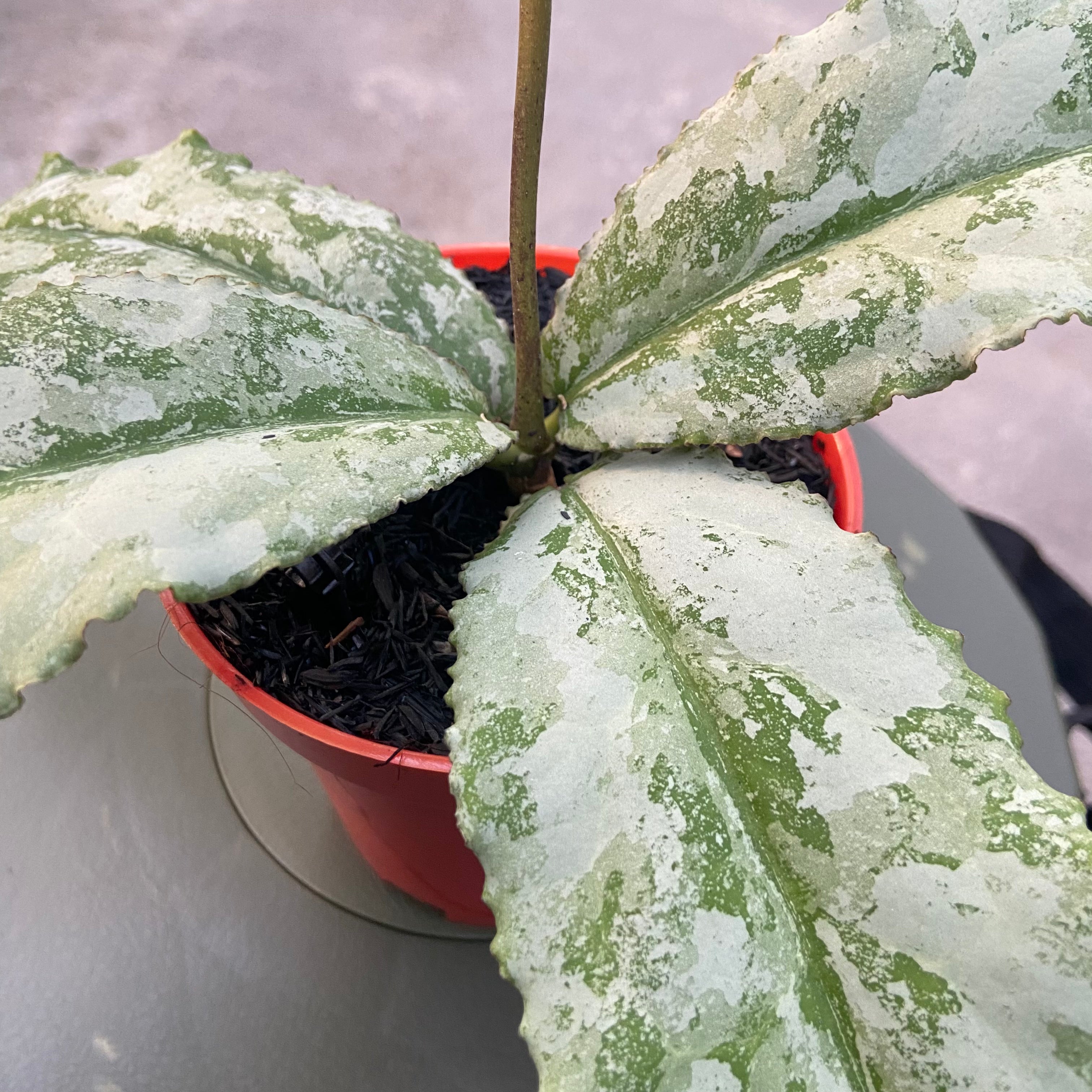 RP61-6 Hoya Undulata Silver