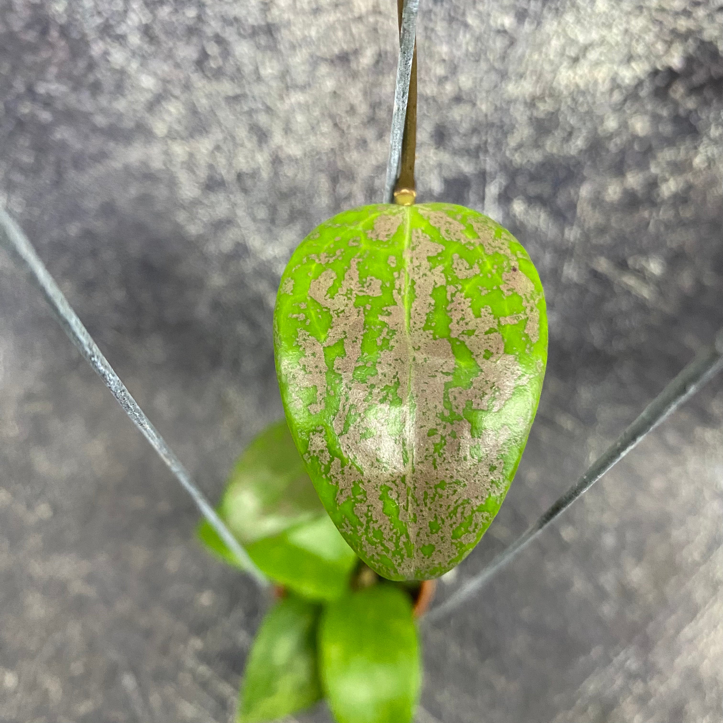 Hoya Verticillata Purple Aurora