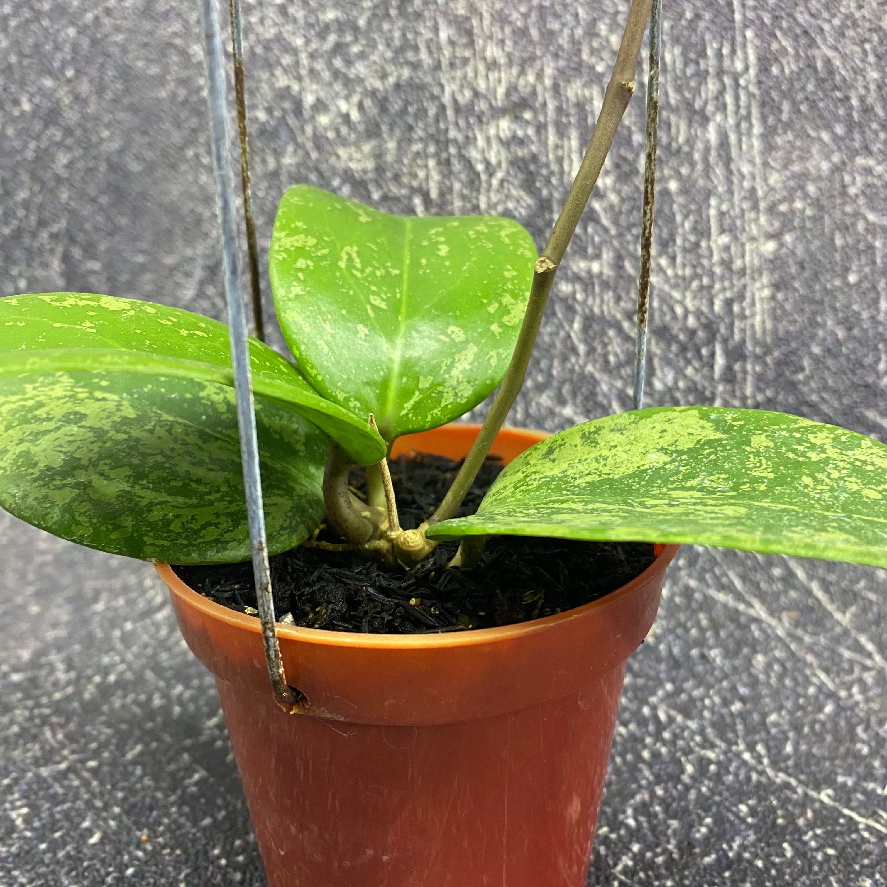 Hoya Verticillata Purple Aurora