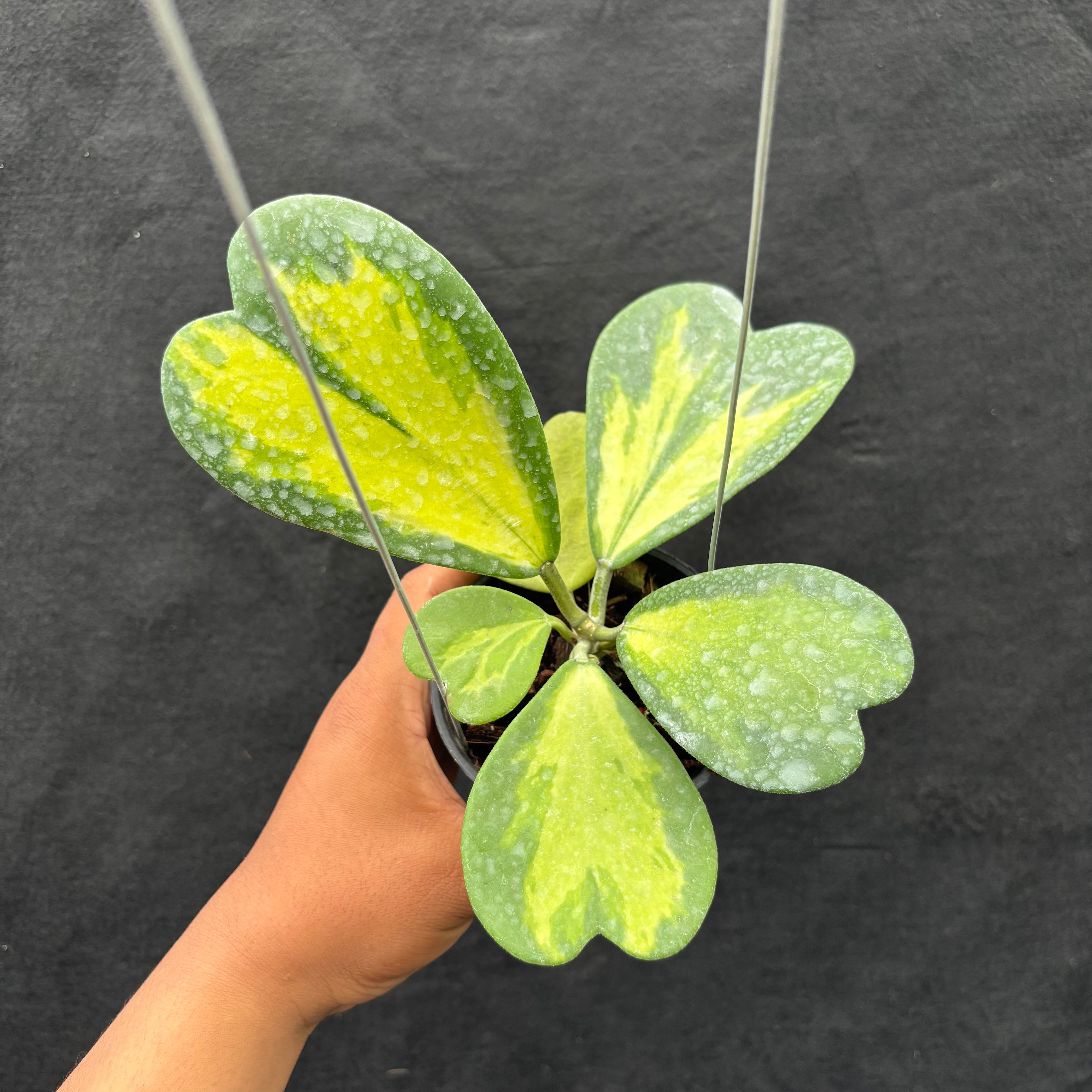 Hoya Kerii "Inner Variegated"