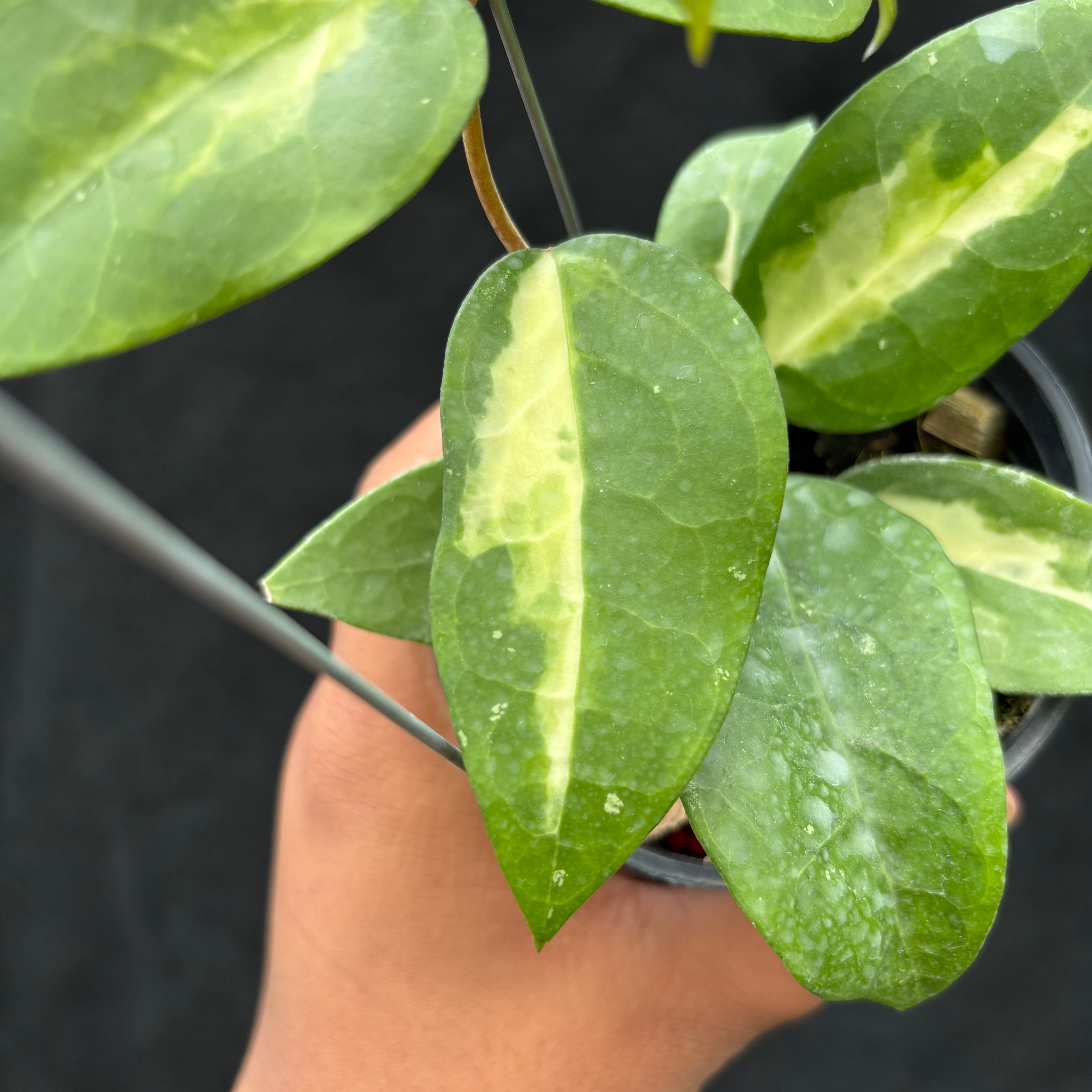 Hoya Verticillata "Panglay Reverse"
