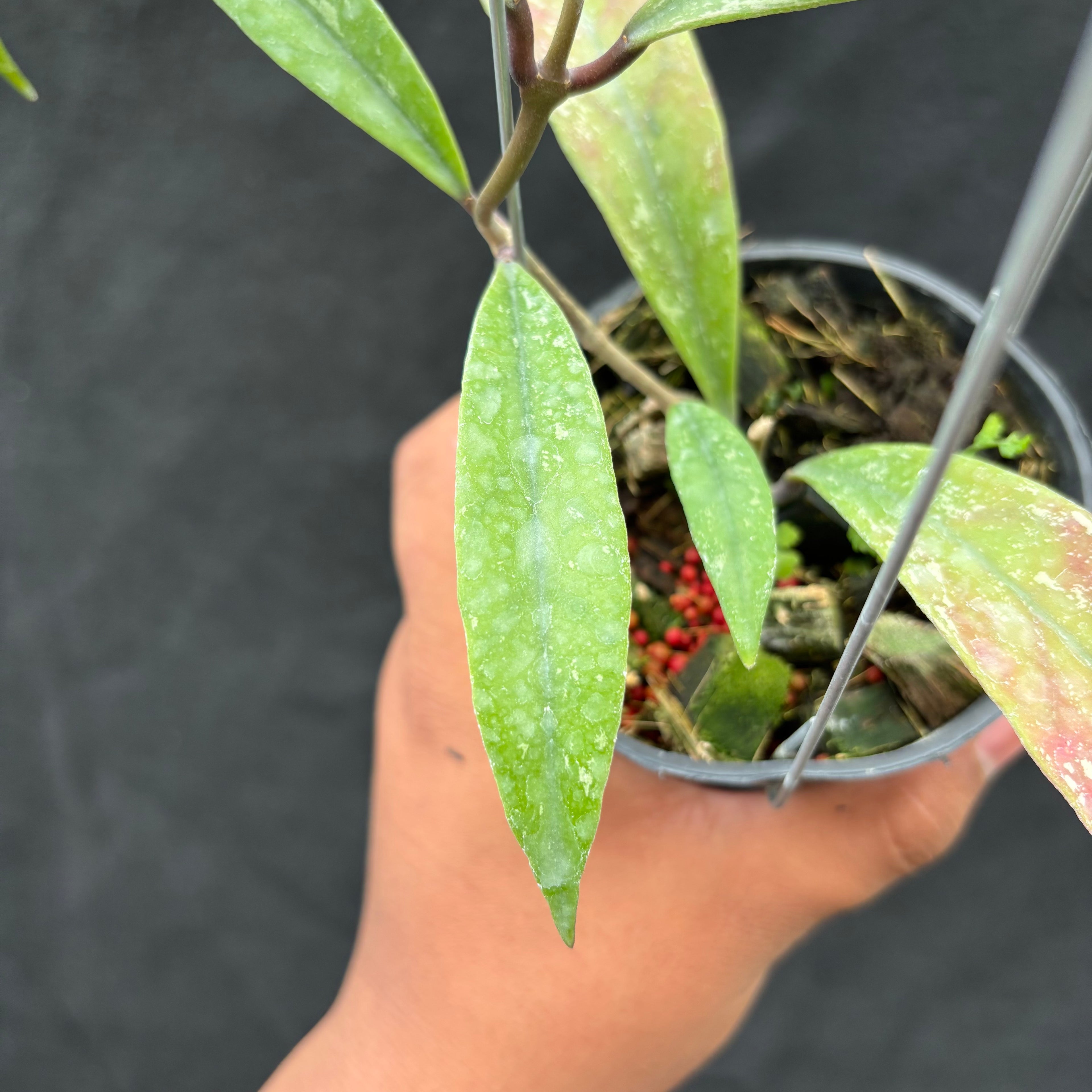 Hoya Sulawesiana x Finlaysonii Borneo (TR-014)