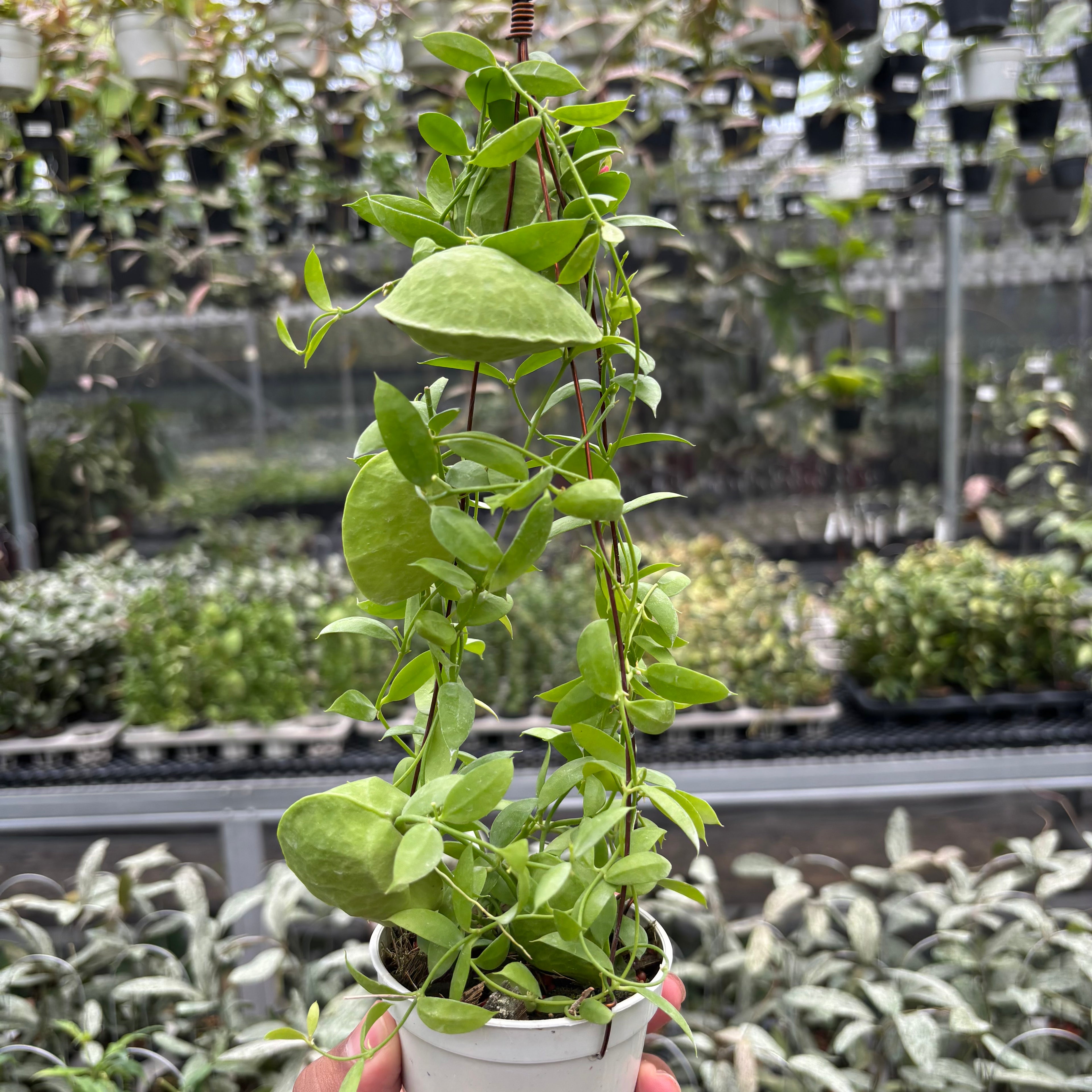 Hoya D. Vidalii