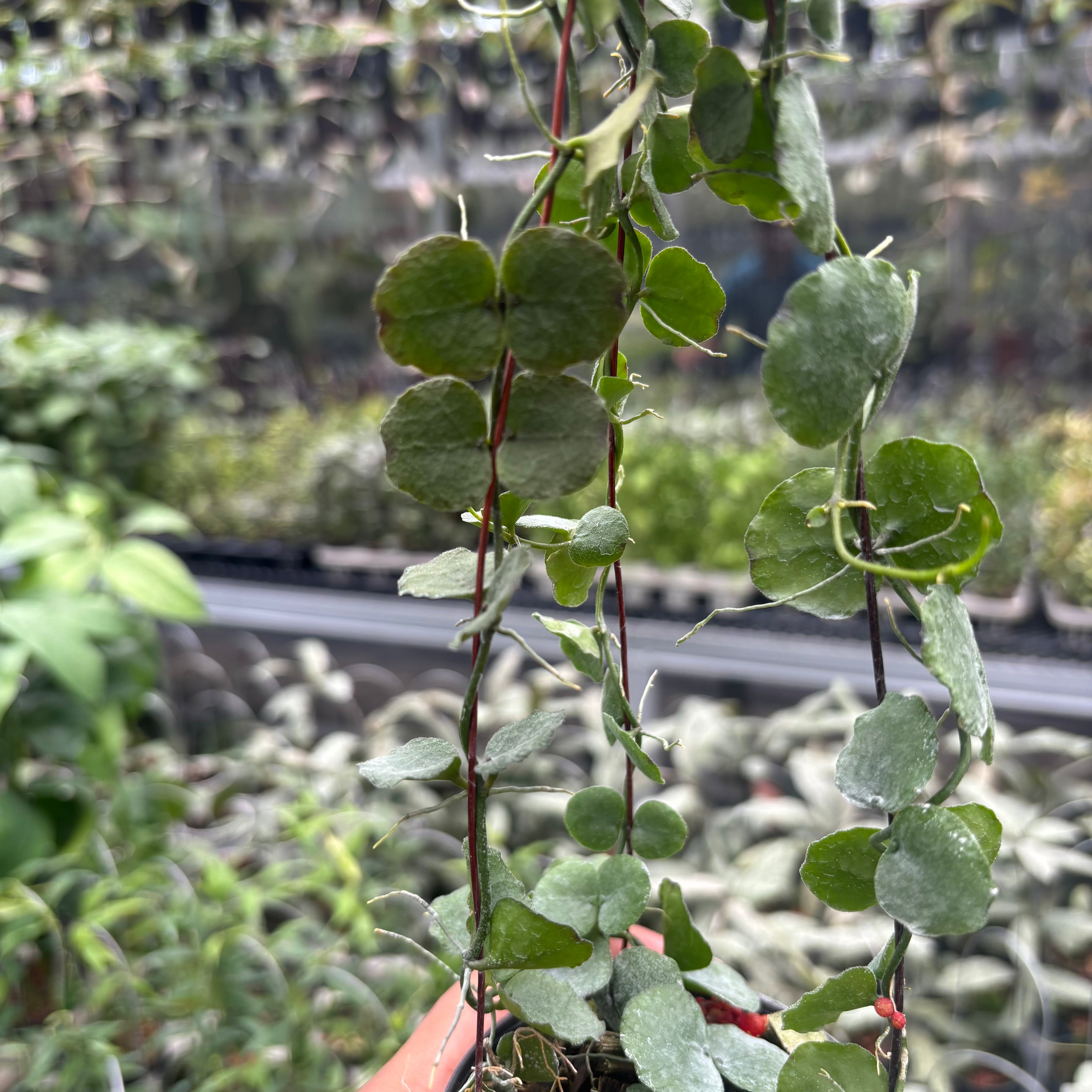 Hoya Dischidia Imbricata