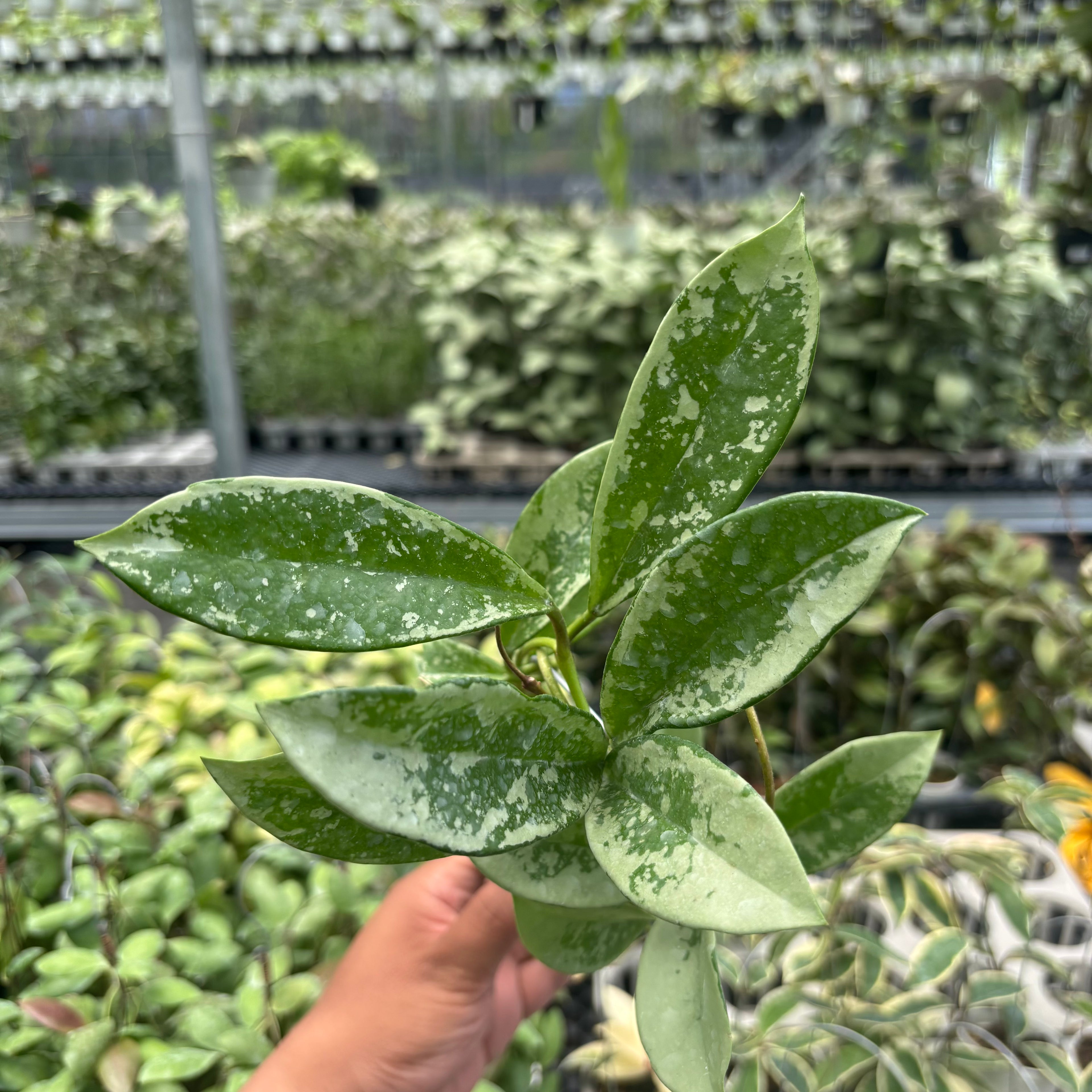 Hoya AH-074