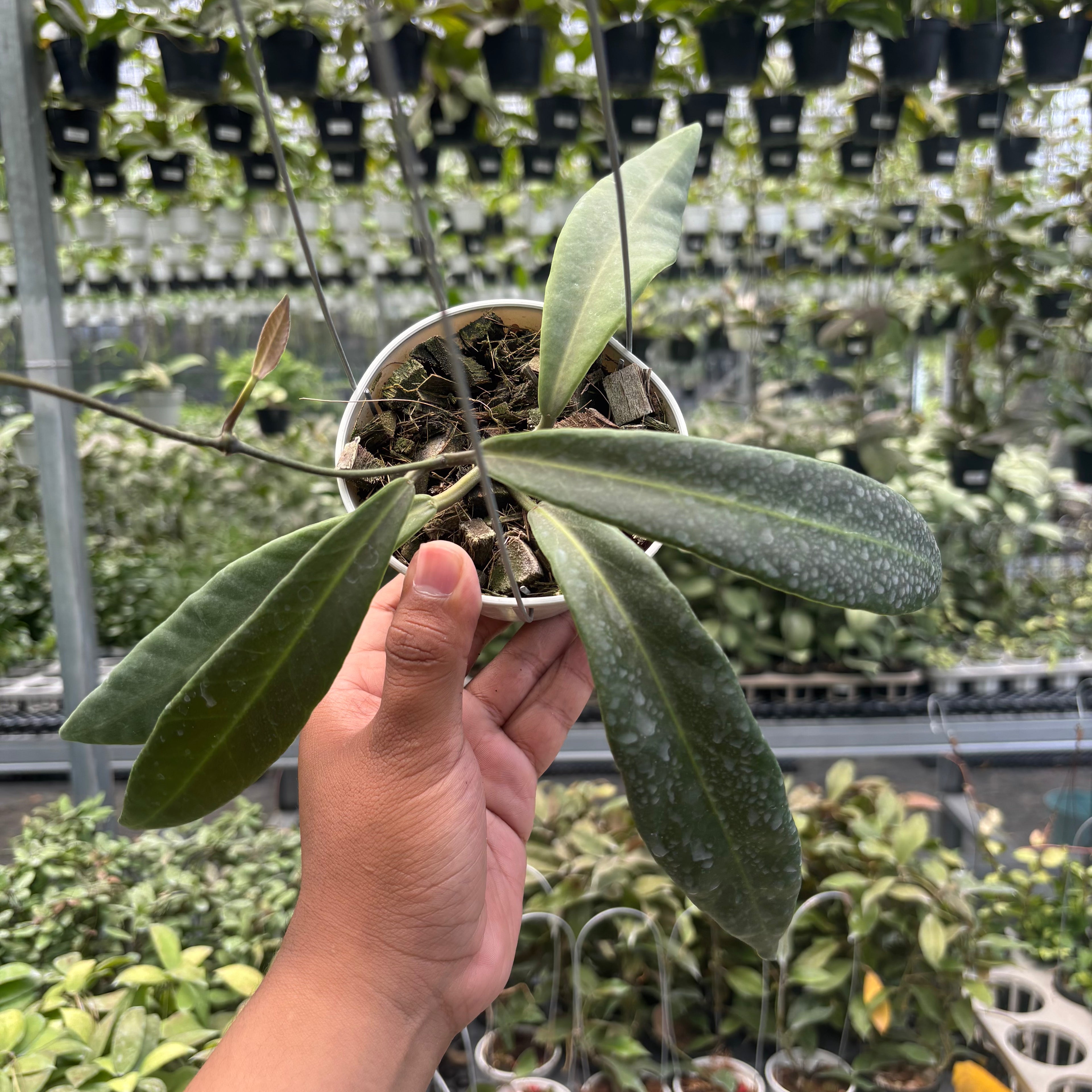 Hoya Pulchra