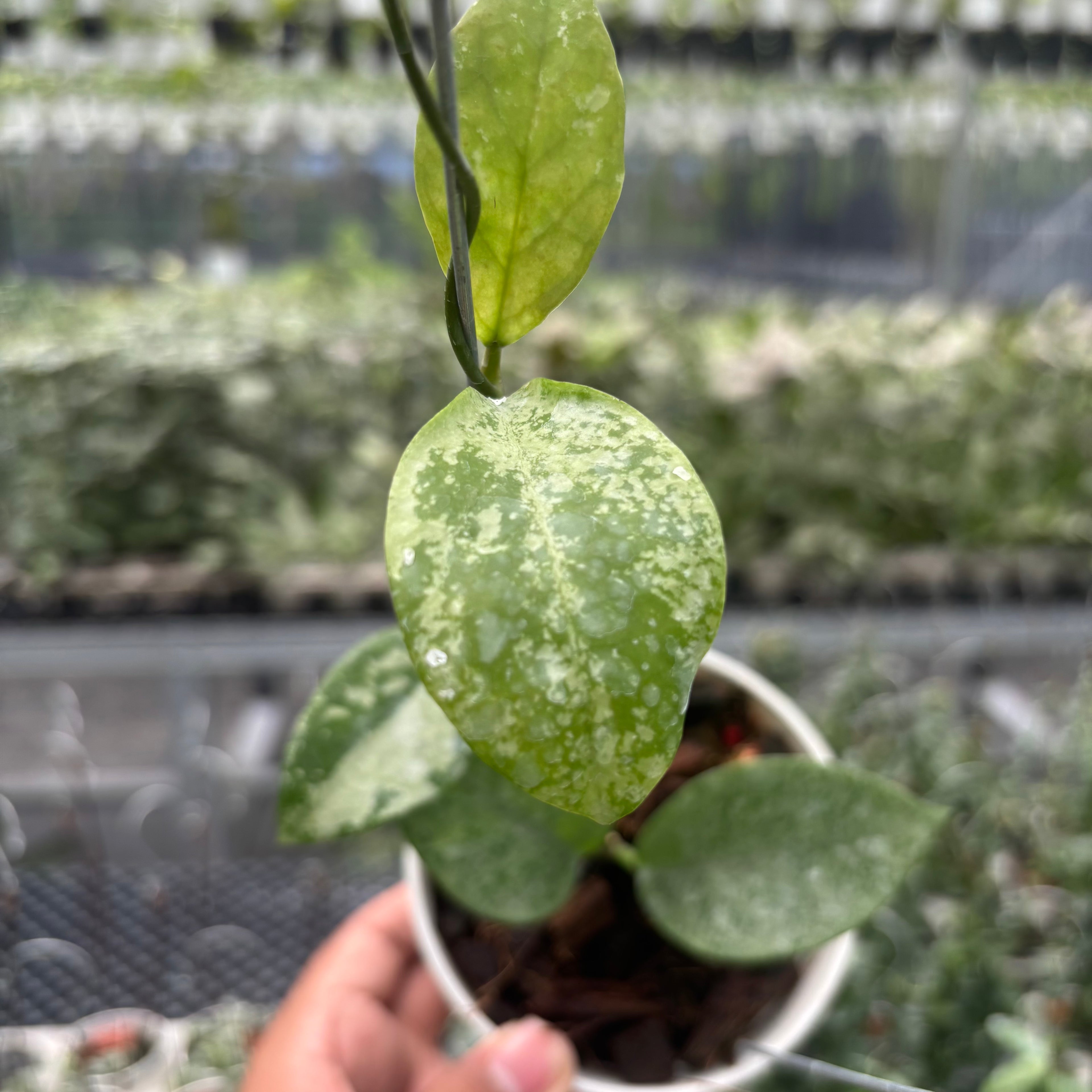 Hoya Nervosa &