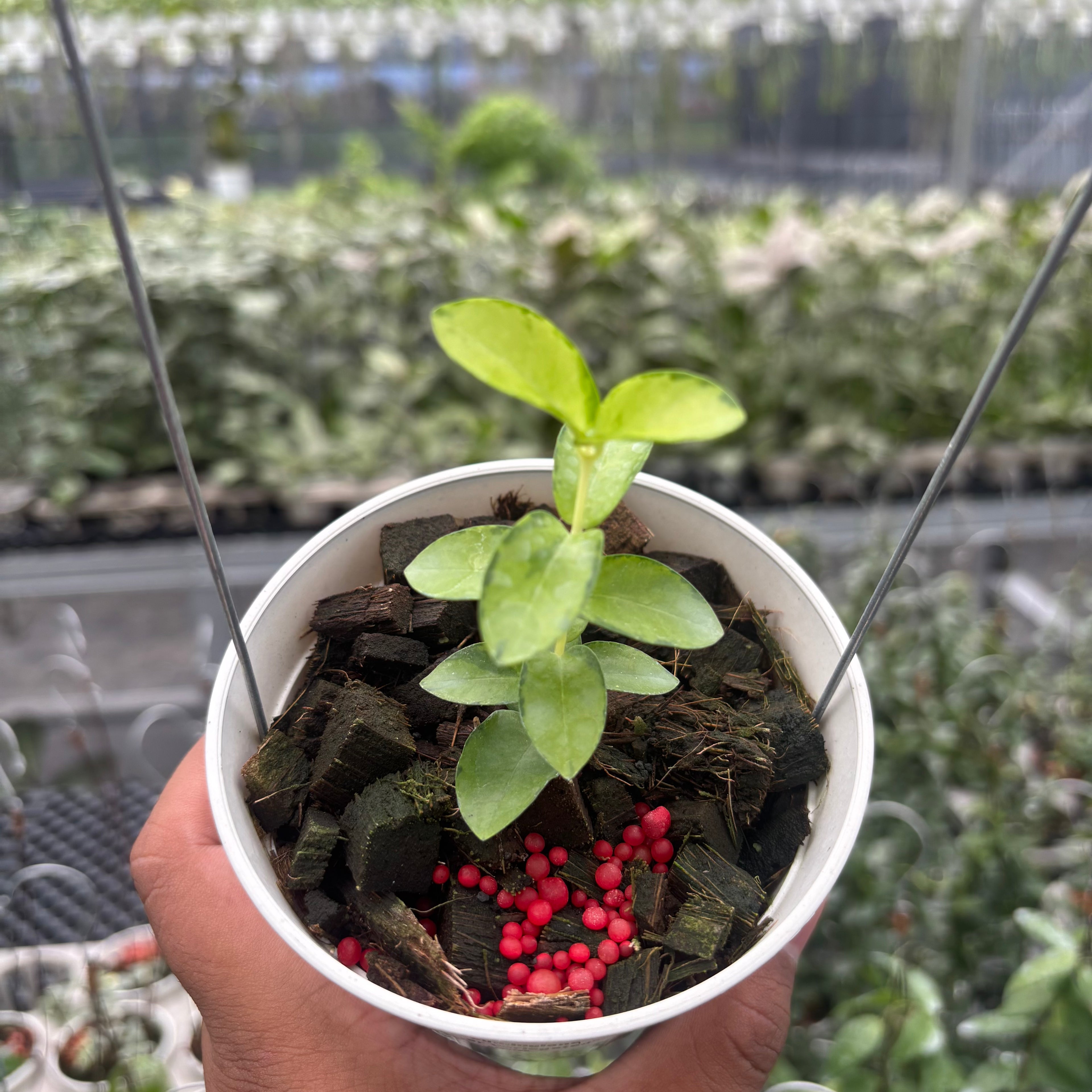 Hoya Cumingiana "Inner Variegated"